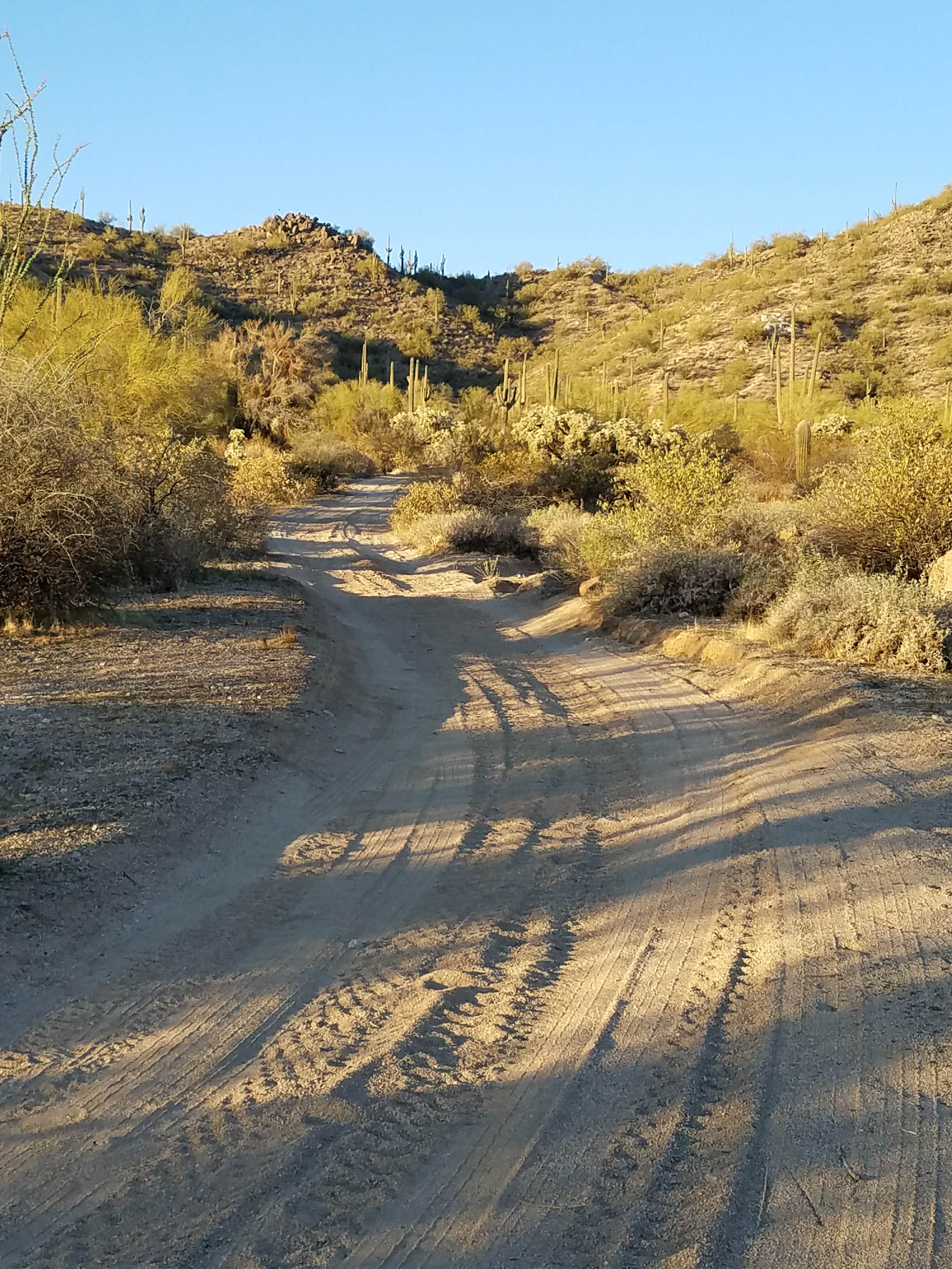 Camper-submitted photo at Bulldog Canyon Dispersed Camping - West Entrance near Salt River, AZ