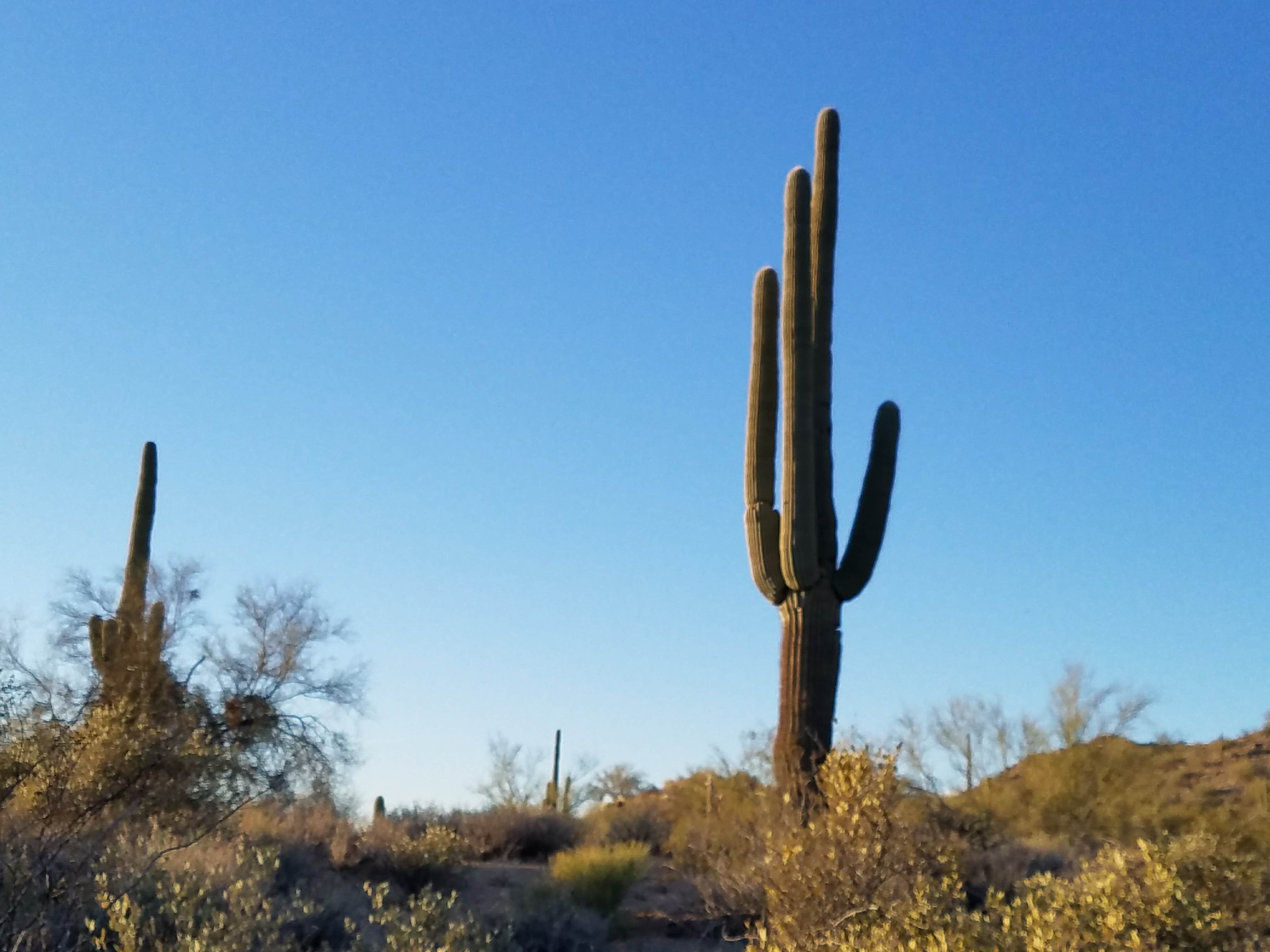 Camper-submitted photo at Bulldog Canyon Dispersed Camping - West Entrance near Salt River, AZ
