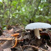 Review photo of Dogwood Campground — O'Leno State Park by Perry J., February 27, 2021