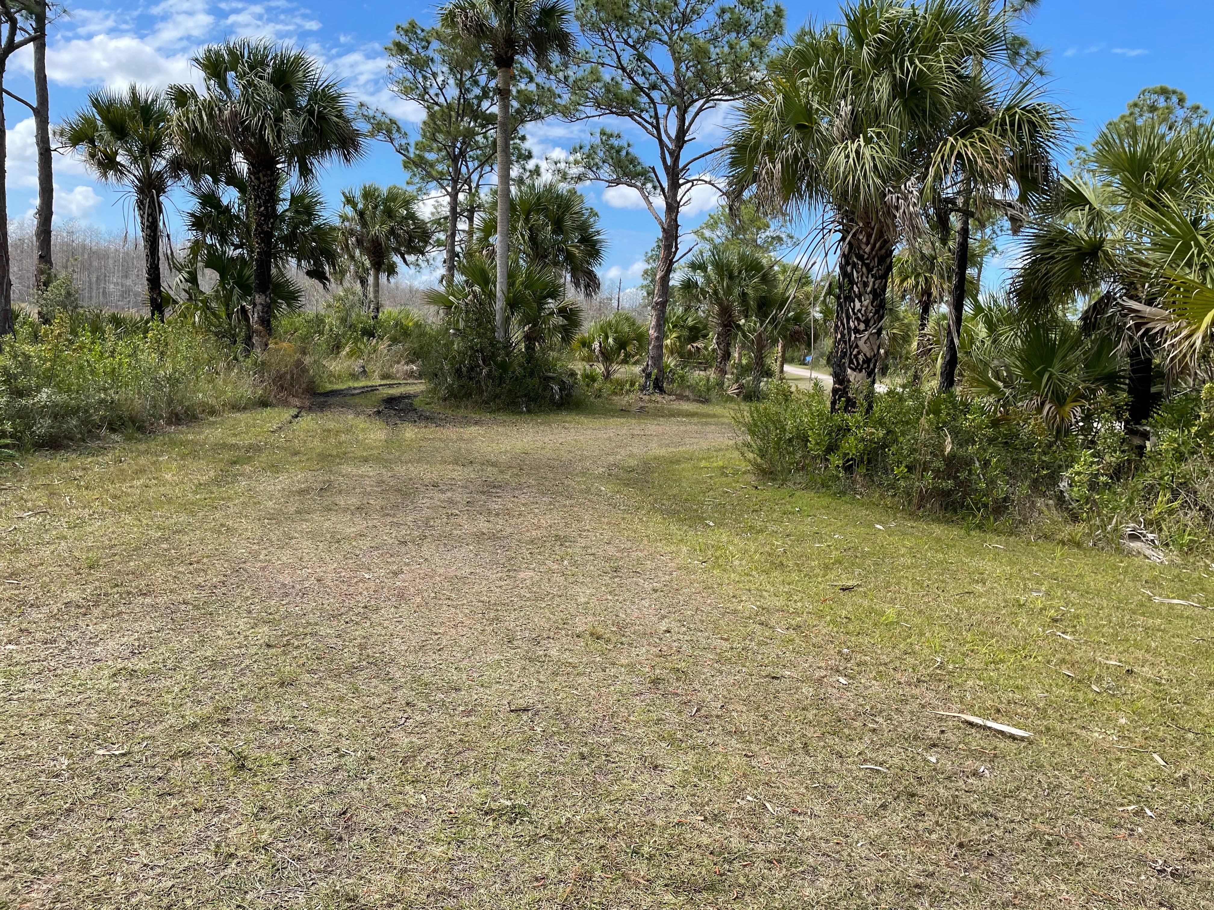 Camper submitted image from Bear Island Campground — Big Cypress National Preserve - 2