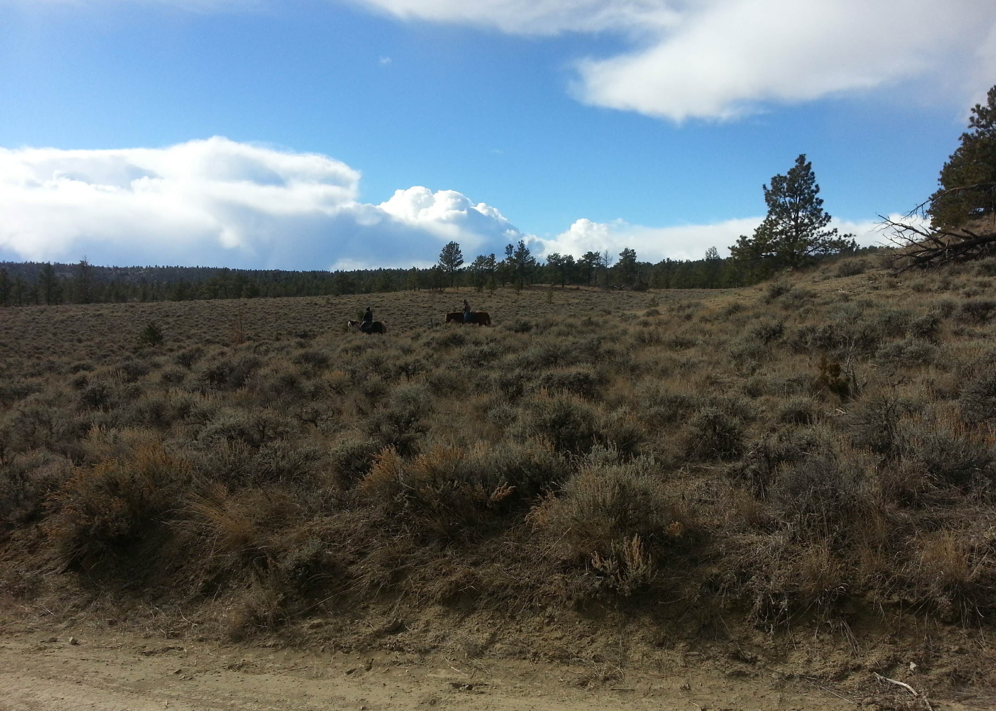 Acton Recreation Area Camping The Dyrt