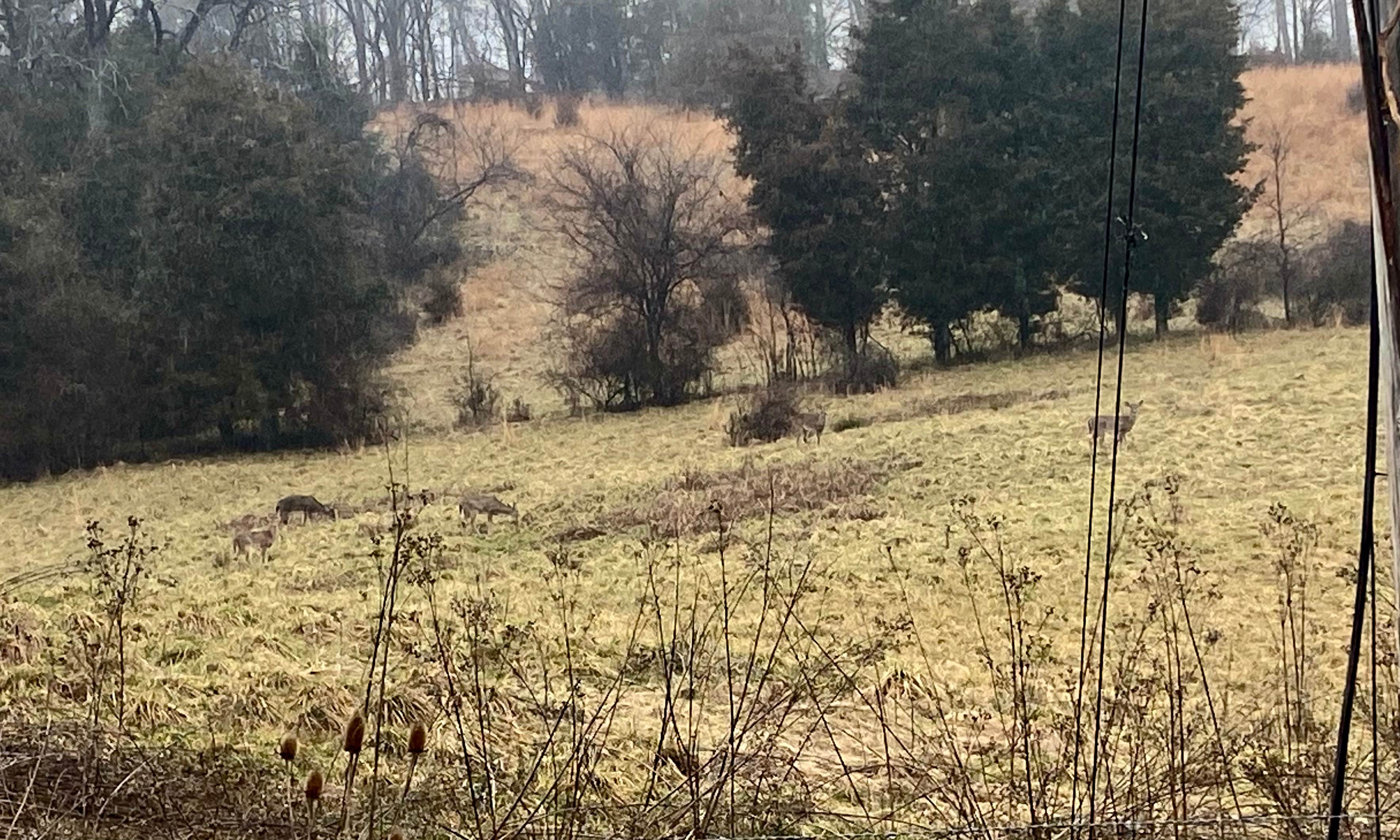 Camper-submitted photo at Warriors' Path State Park Main Campground — Warriors' Path State Park near Ducktown, TN