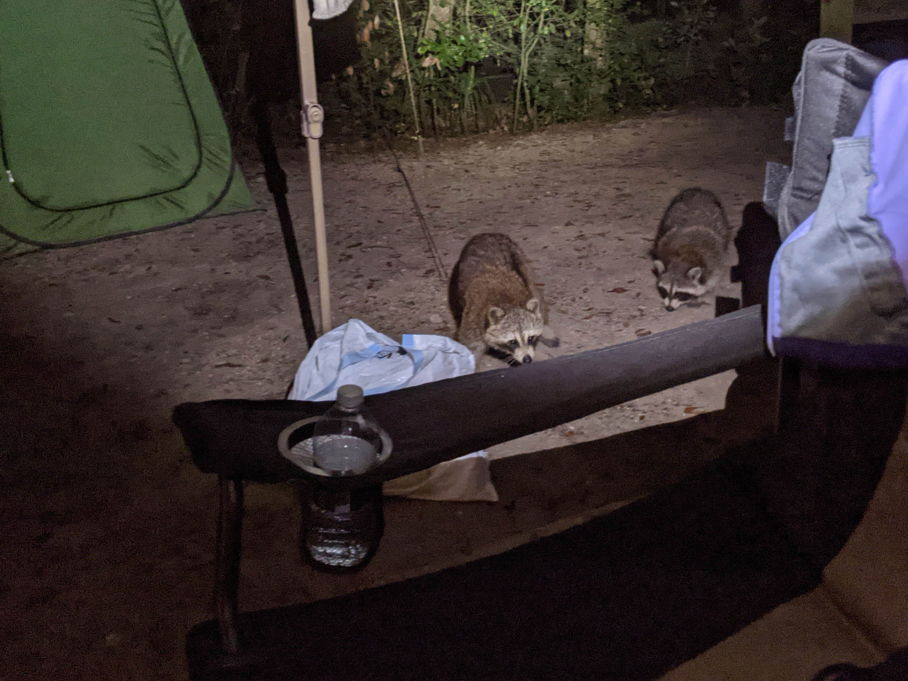 Mark D.'s photo of camping with pets at Anastasia State Park Campground near Fleming Island, FL