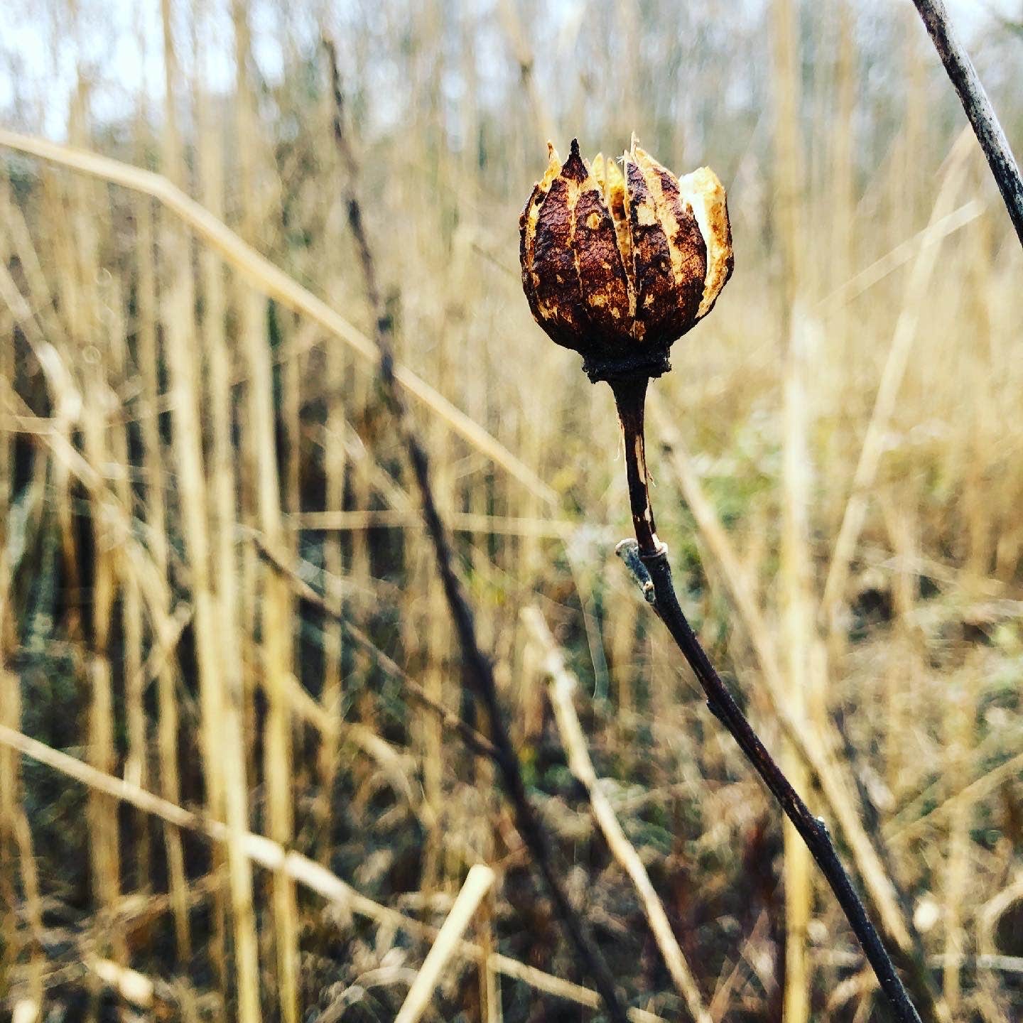 Westmoreland State Park Campground
