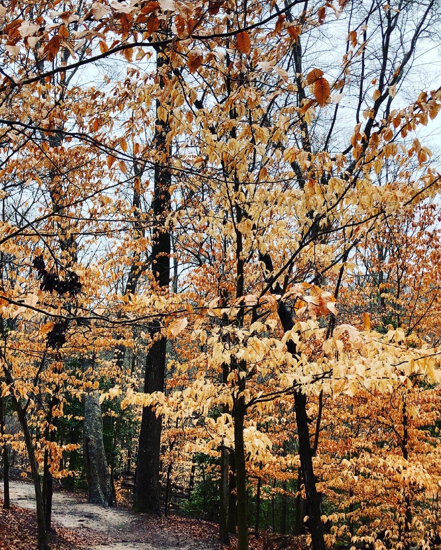 Camper-submitted photo at Westmoreland State Park Campground near Dowell, MD