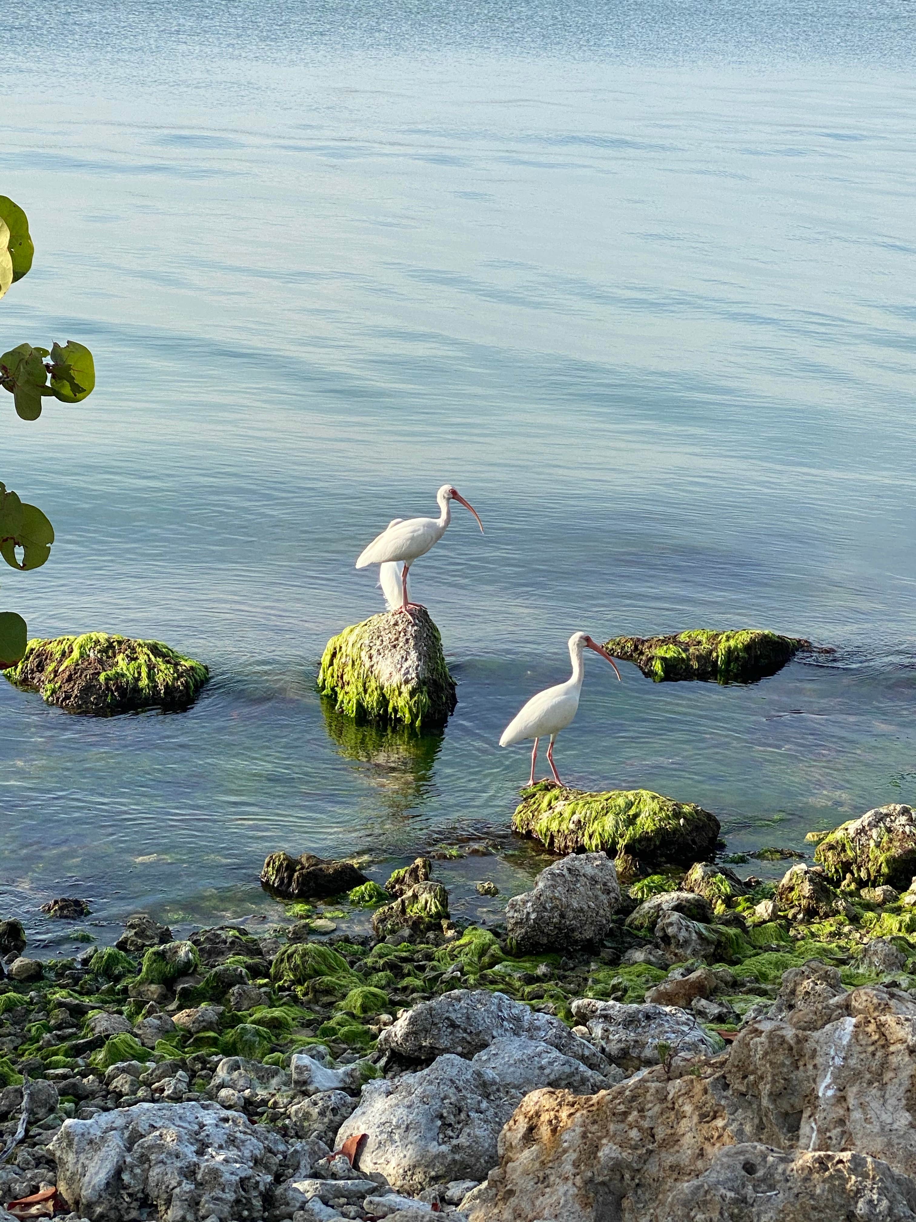 Camper-submitted photo at Sebastian Inlet State Park Campground near Port St. Lucie, FL