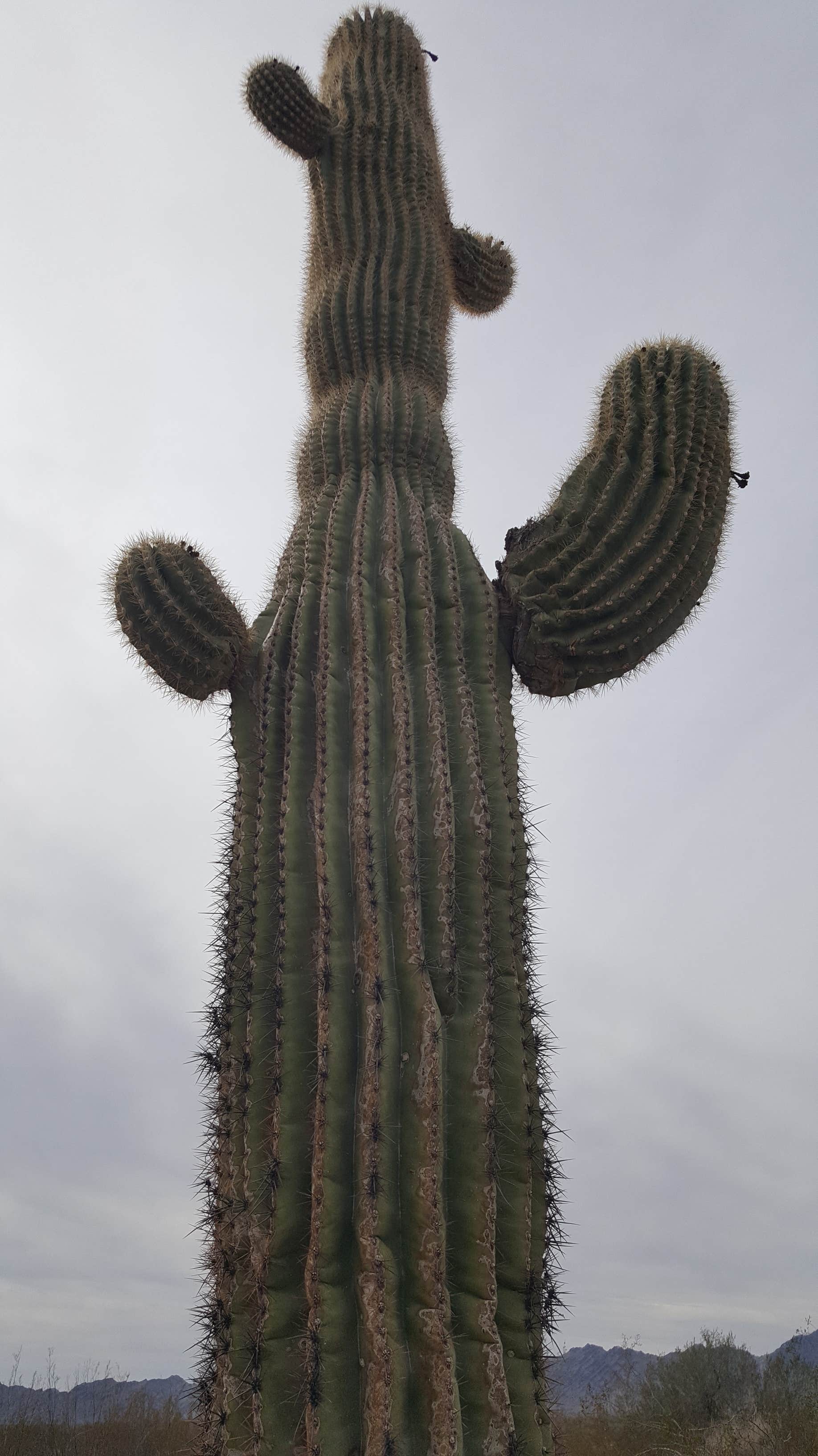 Camper-submitted photo at Road Runner BLM Dispersed Camping Area near Quartzsite, AZ