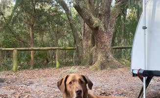 Kelly R.'s photo of camping with pets at Atlantic Beach Campground — Fort Clinch State Park near Cumberland Island National Seashore