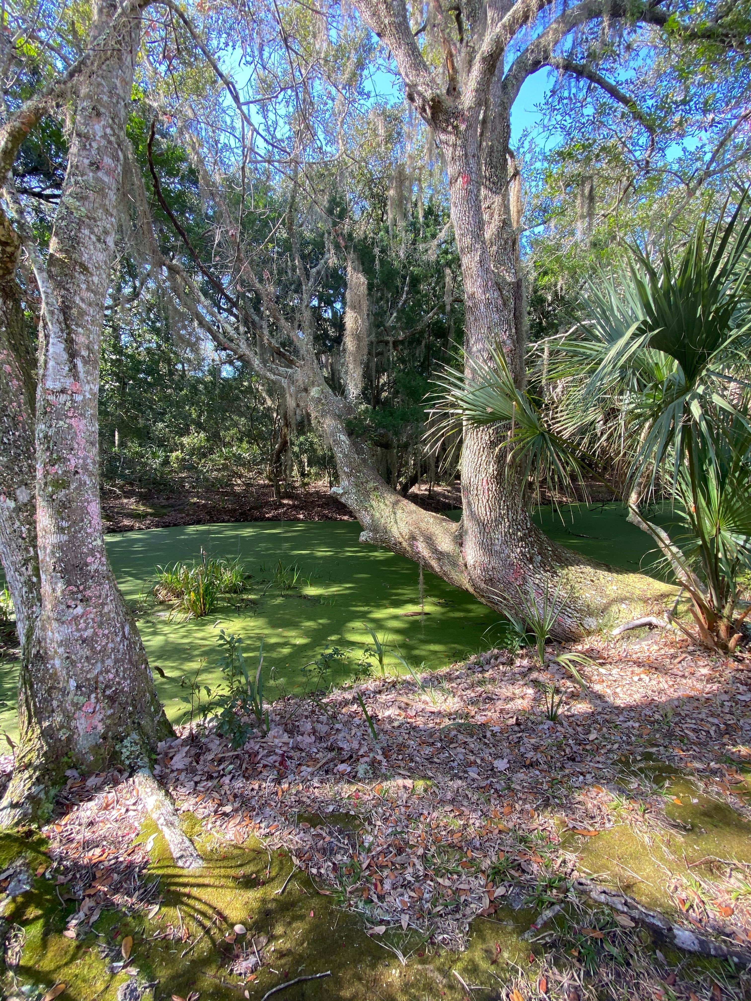 Camper-submitted photo at Atlantic Beach Campground — Fort Clinch State Park in Florida