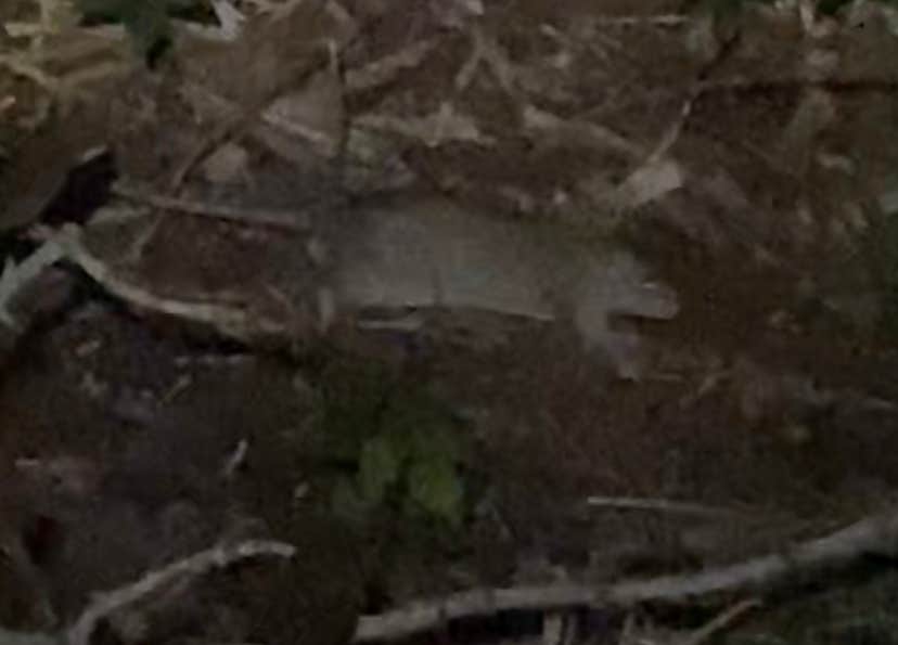 Camper-submitted photo at Cayo Costa State Park Campground near Bokeelia, FL