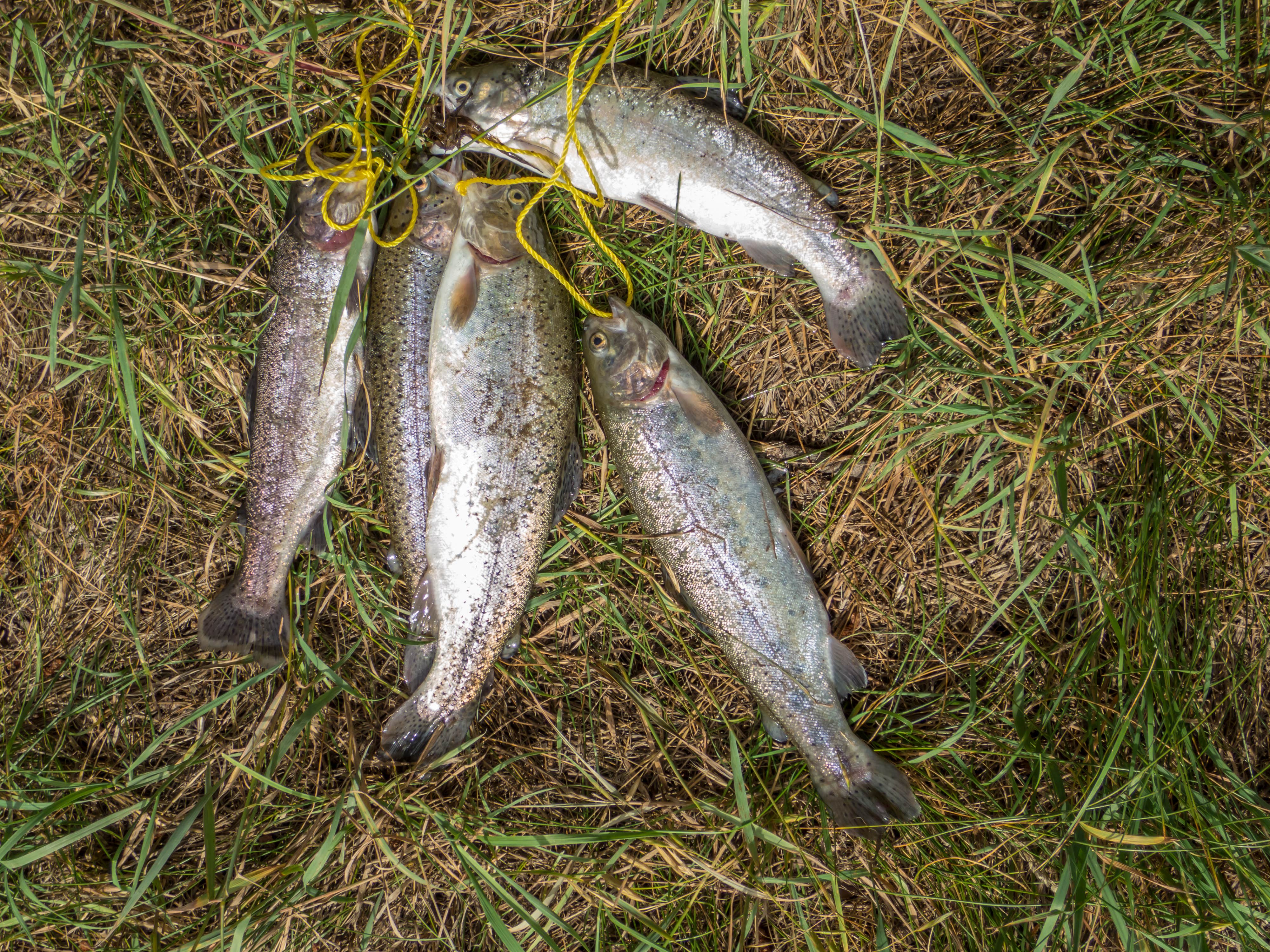 Camper submitted image from Fenton Lake State Park — Fenton Lake Fishing Area (and Dam) - 1