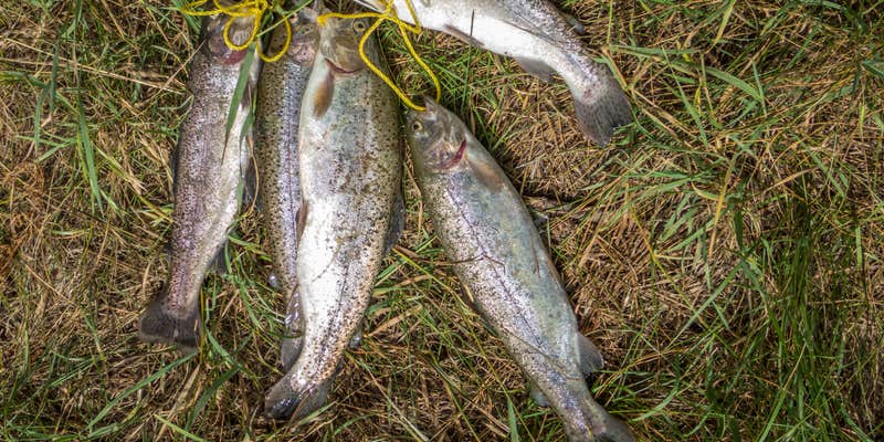 Camper submitted image from Fenton Lake State Park Campground