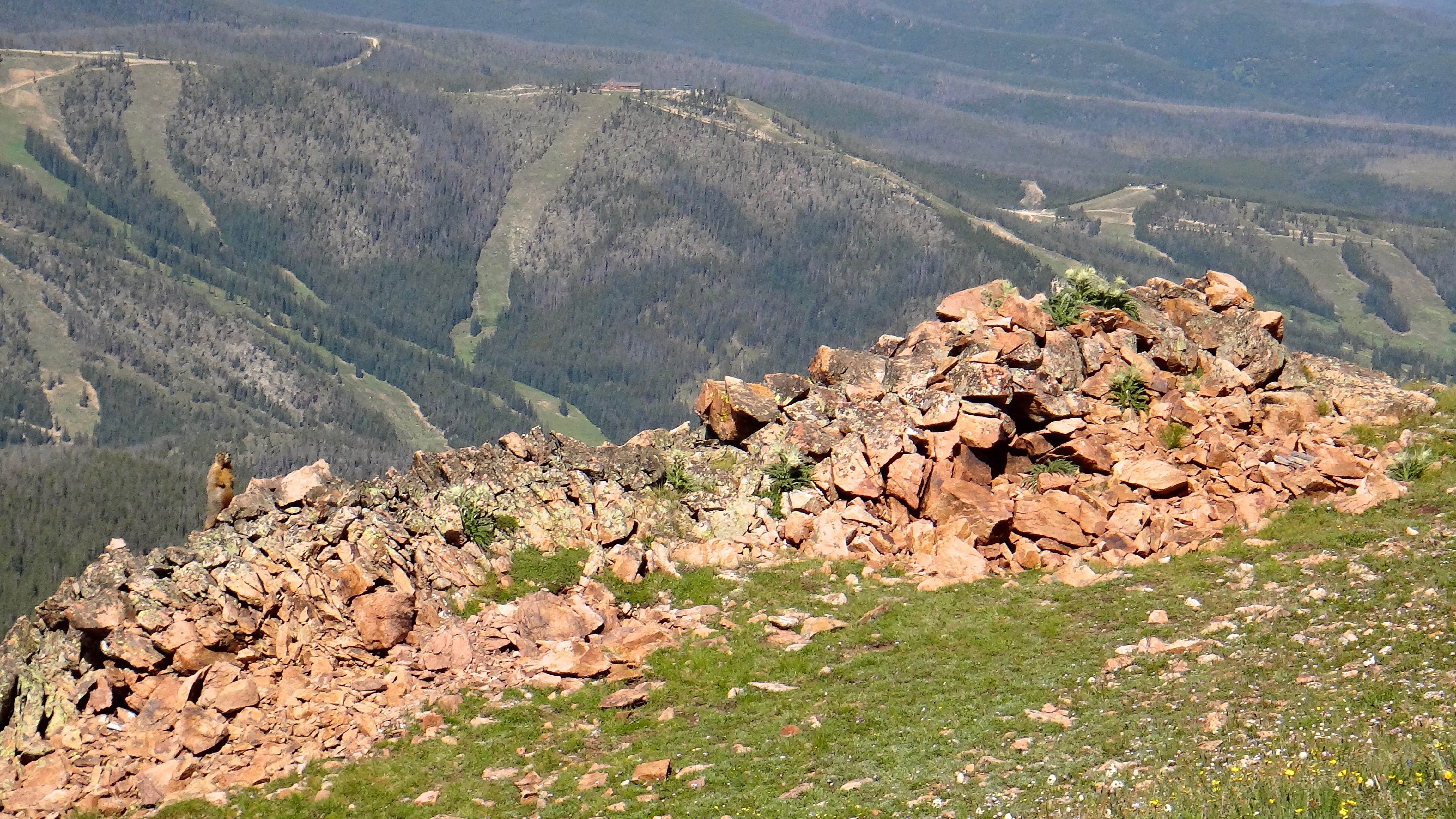 Prairie Dog sighting!