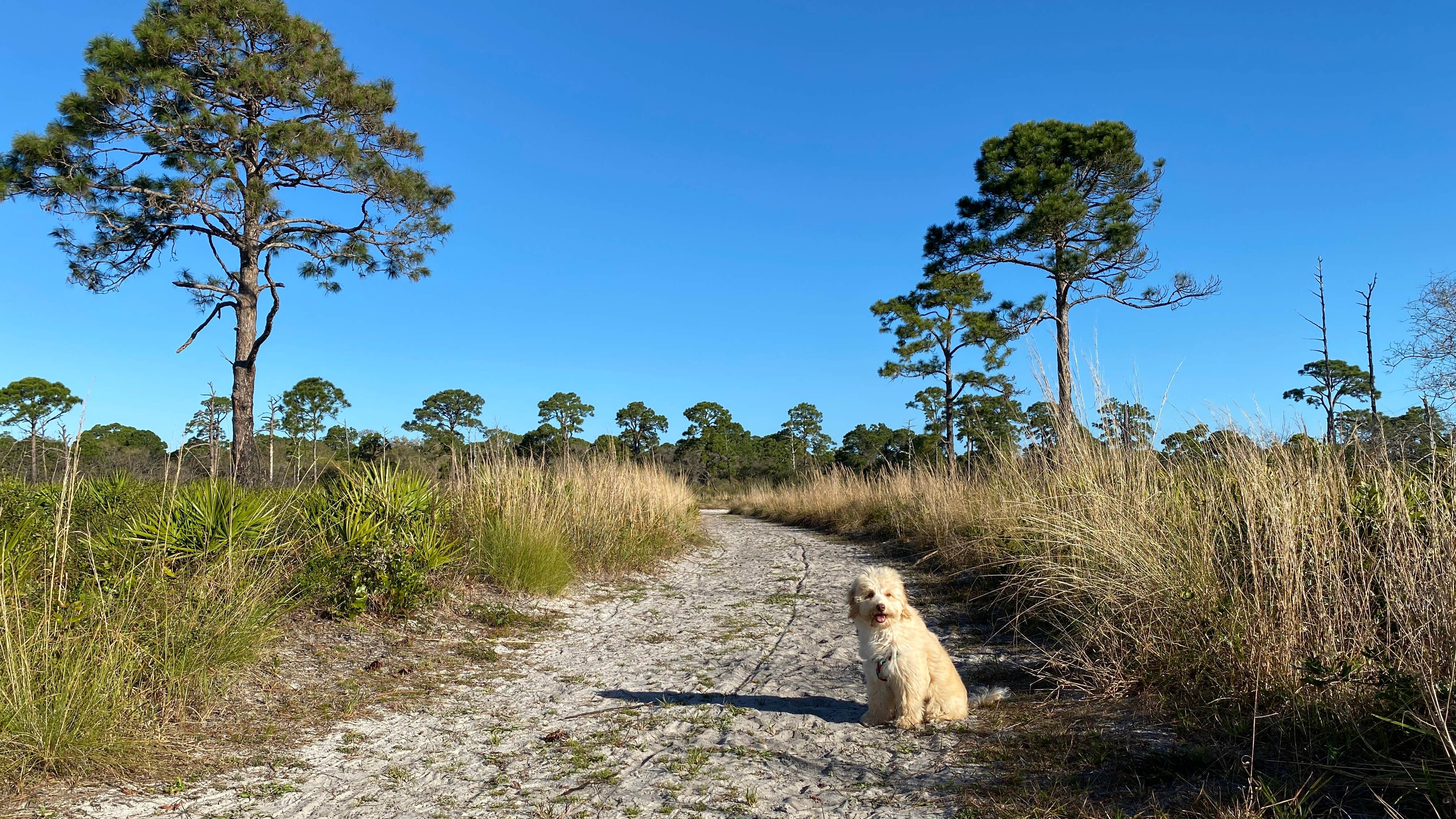 Camper-submitted photo at Oscar Scherer State Park Campground near Bradenton, FL