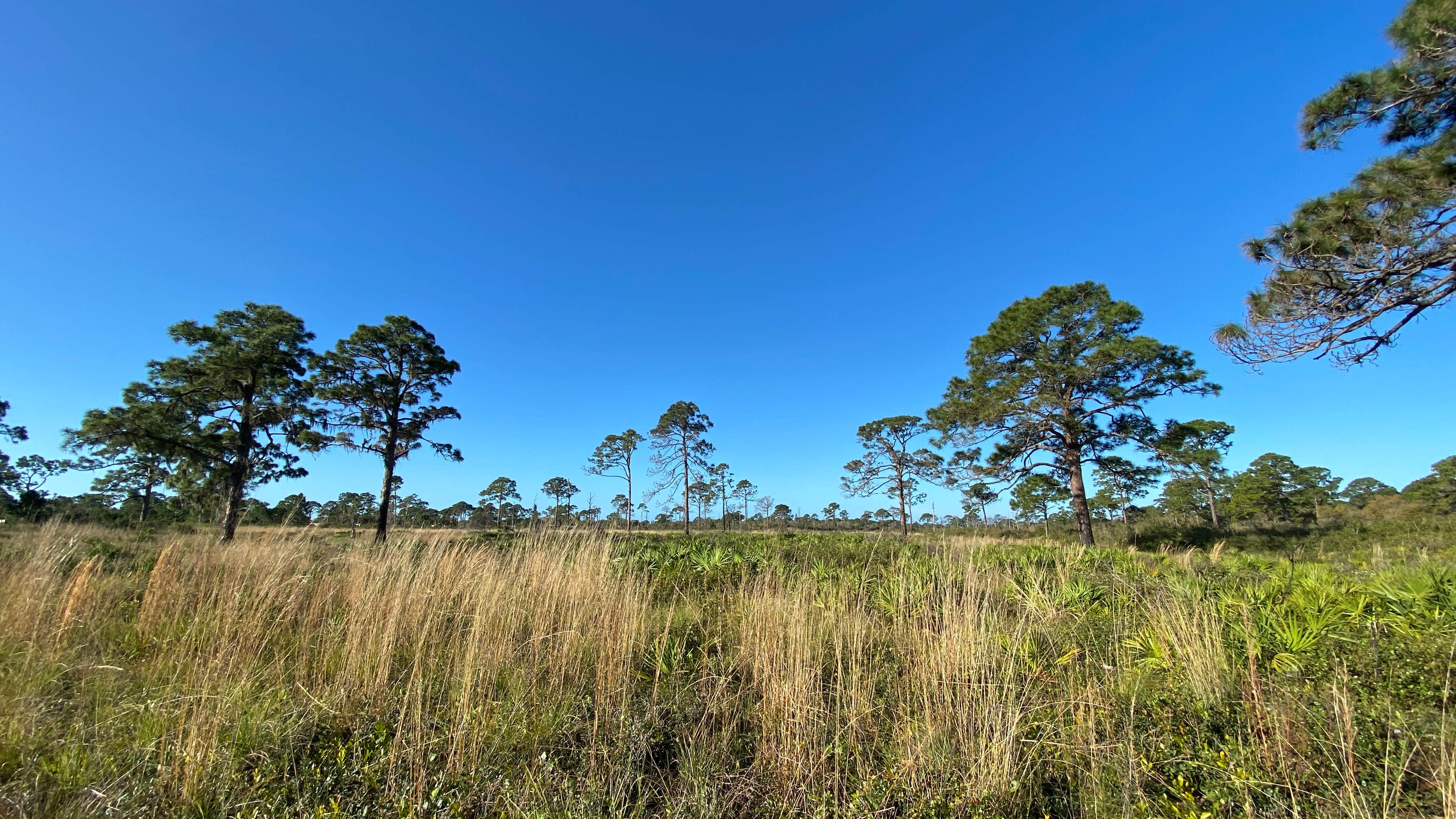 Camper-submitted photo at Oscar Scherer State Park Campground near Bradenton, FL