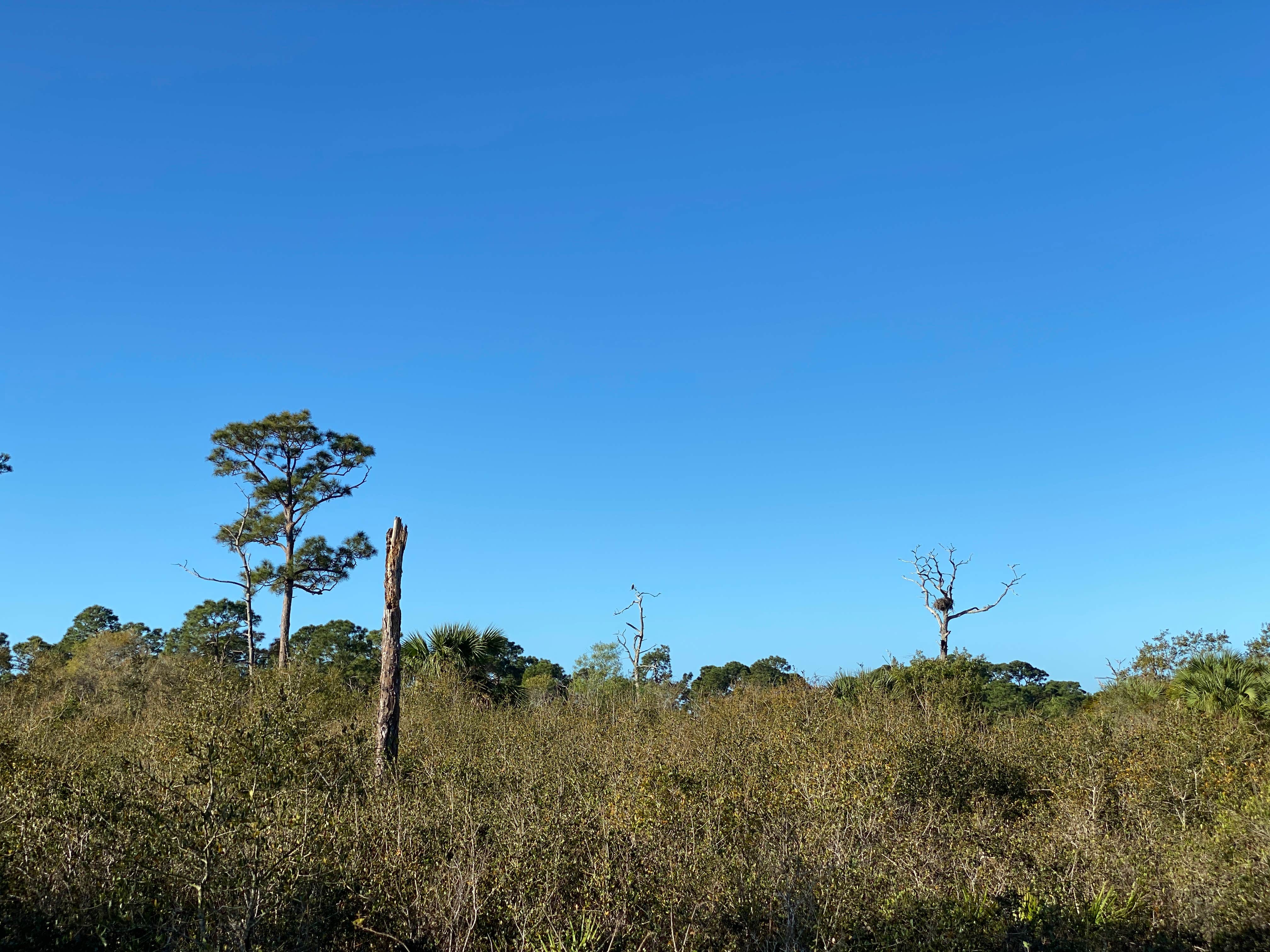 Oscar Scherer State Park Campground