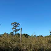 Review photo of Oscar Scherer State Park Campground by Perry J., March 1, 2021