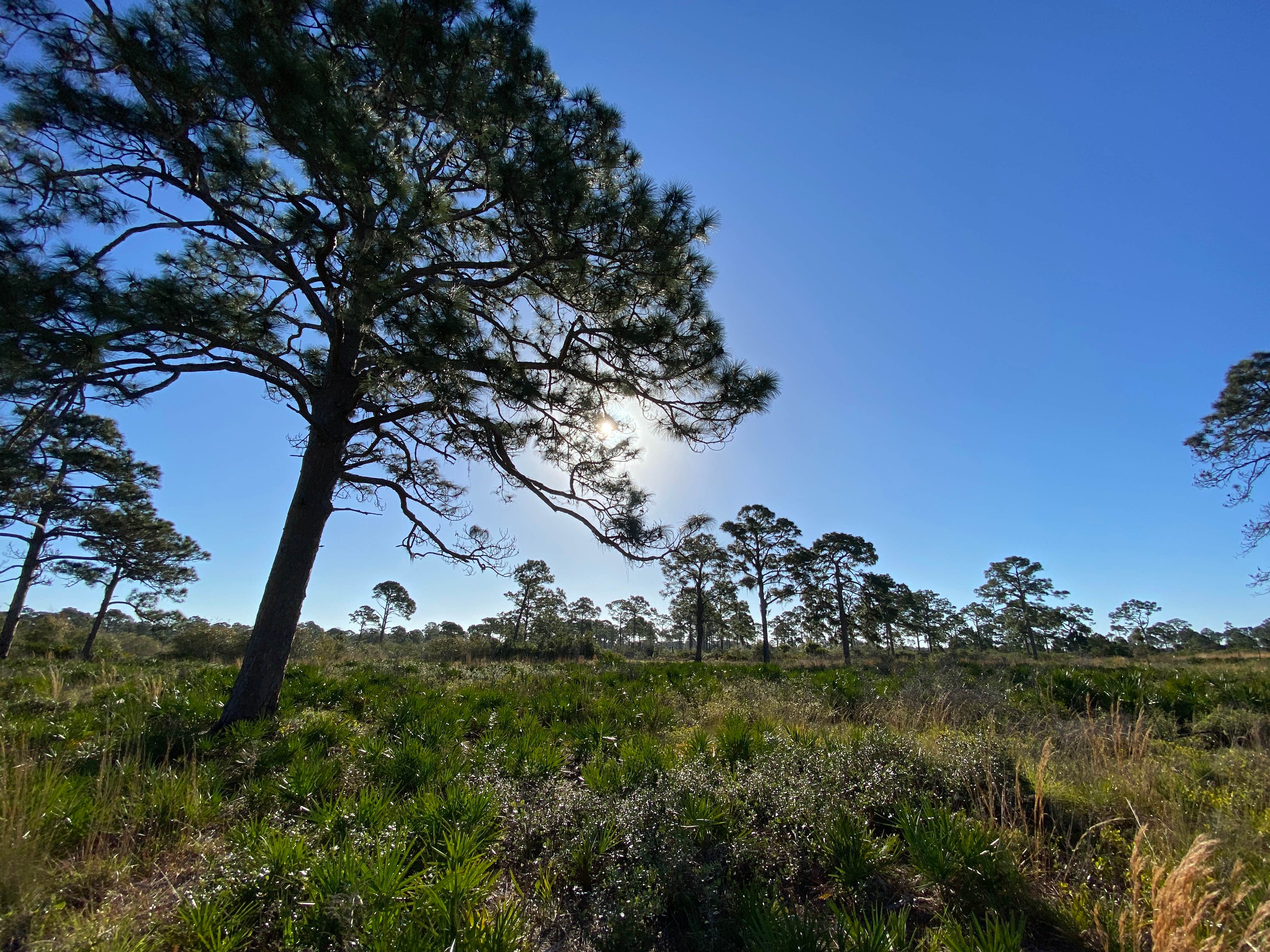Camper-submitted photo at Oscar Scherer State Park Campground near Bradenton, FL