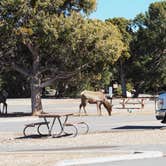 Review photo of Trailer Village RV Park — Grand Canyon National Park by Corey O., March 1, 2021