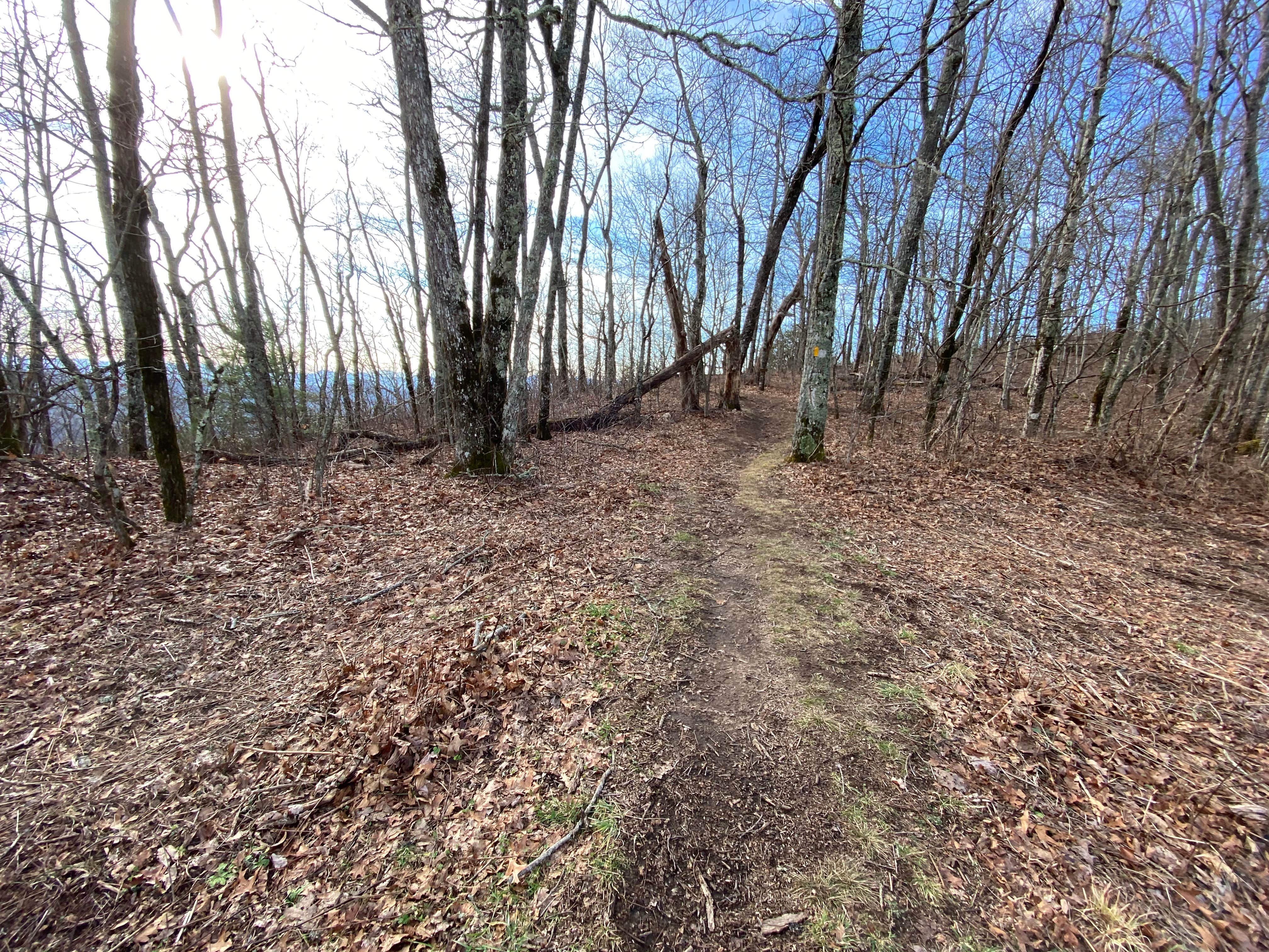 Camper submitted image from Jones Gap Backcountry Campsite - 3