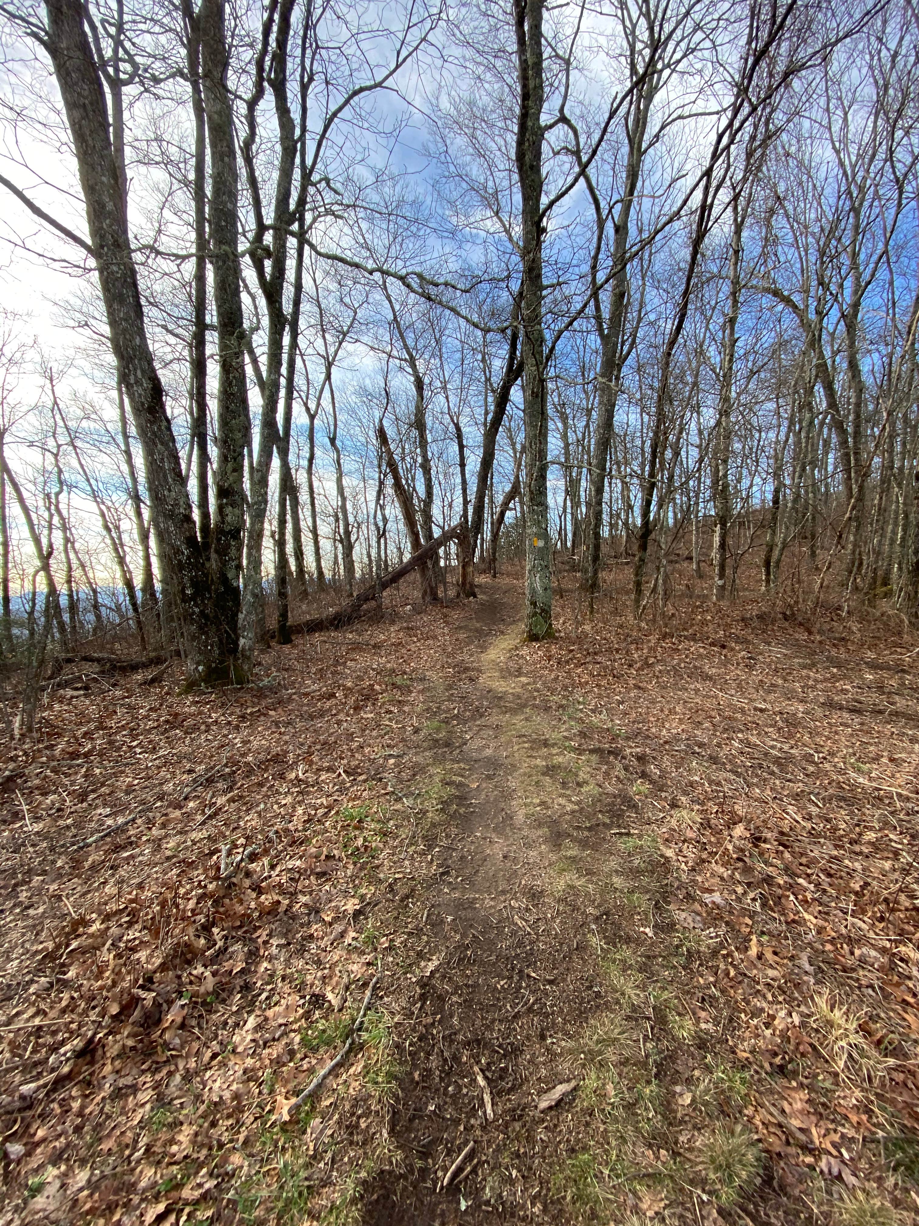 Camper submitted image from Jones Gap Backcountry Campsite - 4