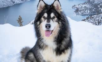 Christian's photo of camping with pets at Deschutes River Campground — The Cove Palisades State Park near Madras, OR