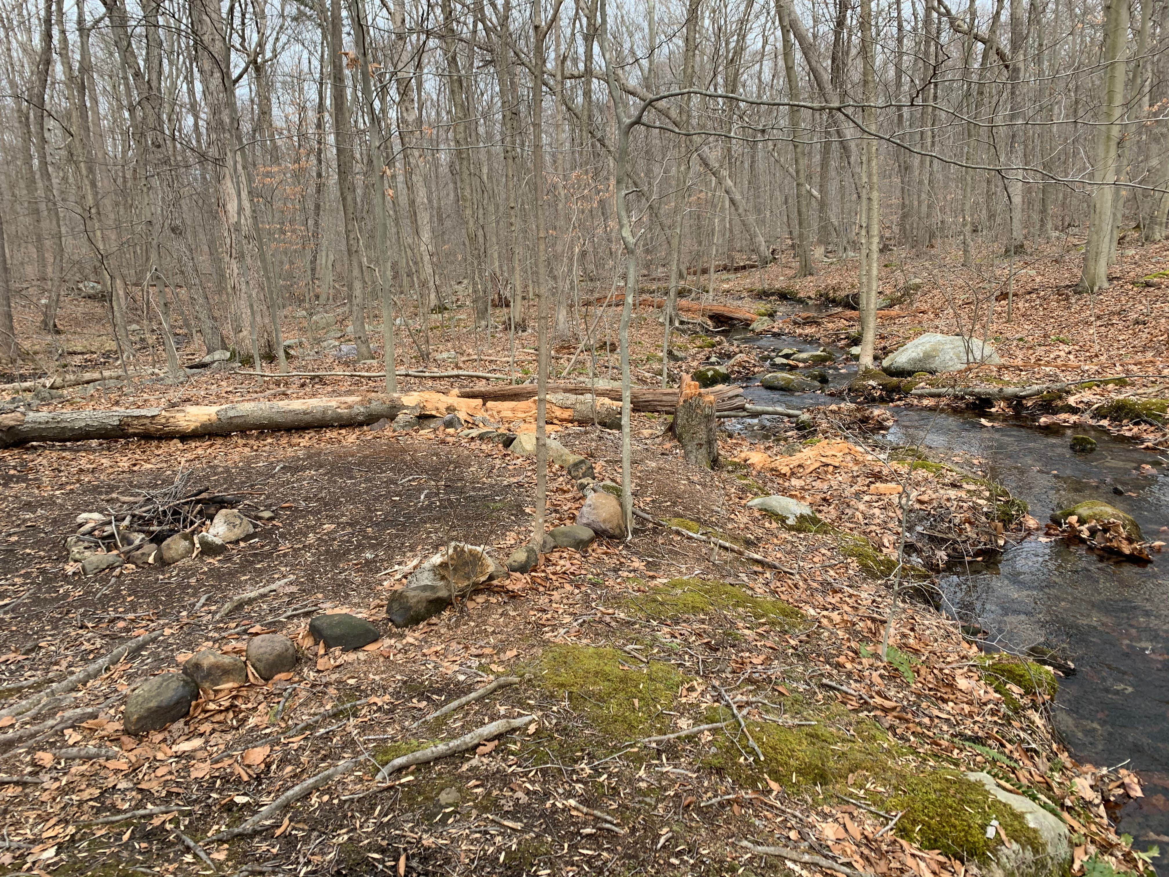Camper submitted image from Stonetown Circular trail Primitive #2 - 2