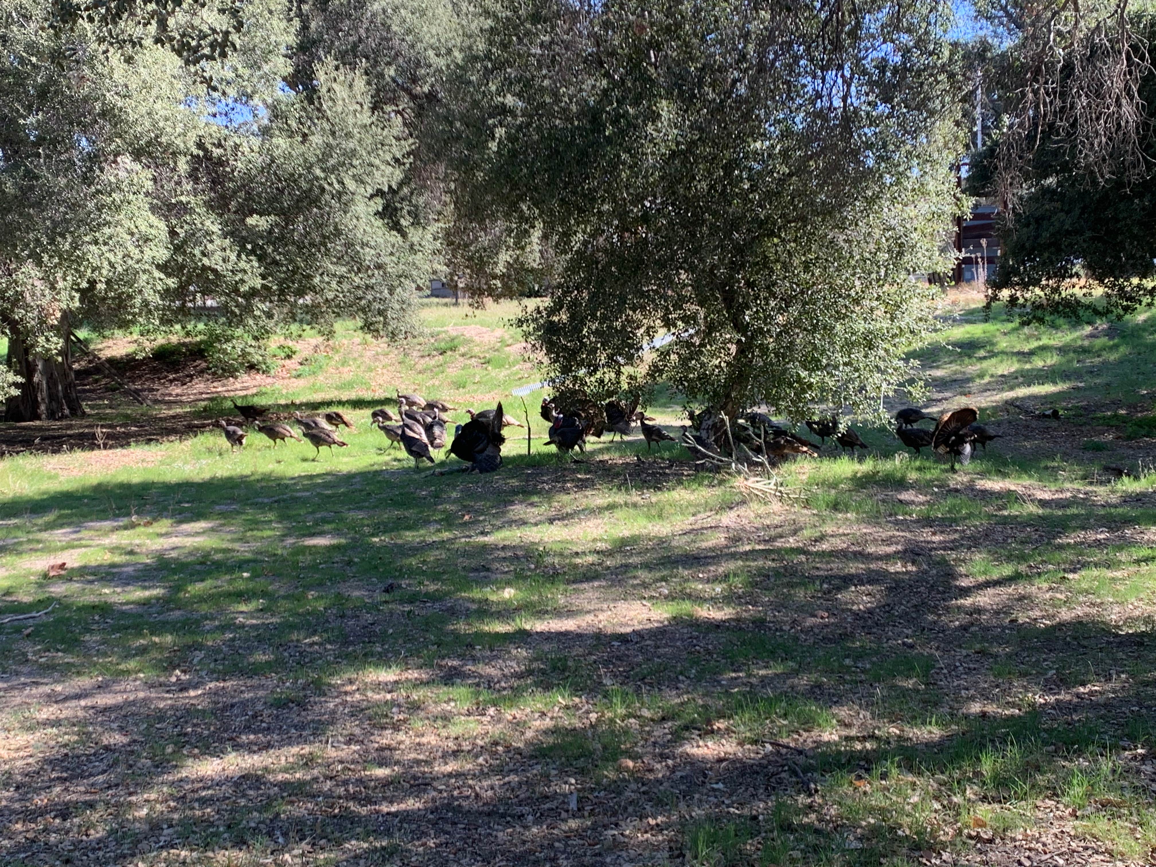 alberto P.'s photo of camping with pets at Oak Grove Campground near Cleveland National Forest