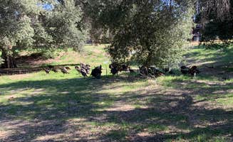 alberto P.'s photo of camping with pets at Oak Grove Campground near Cleveland National Forest