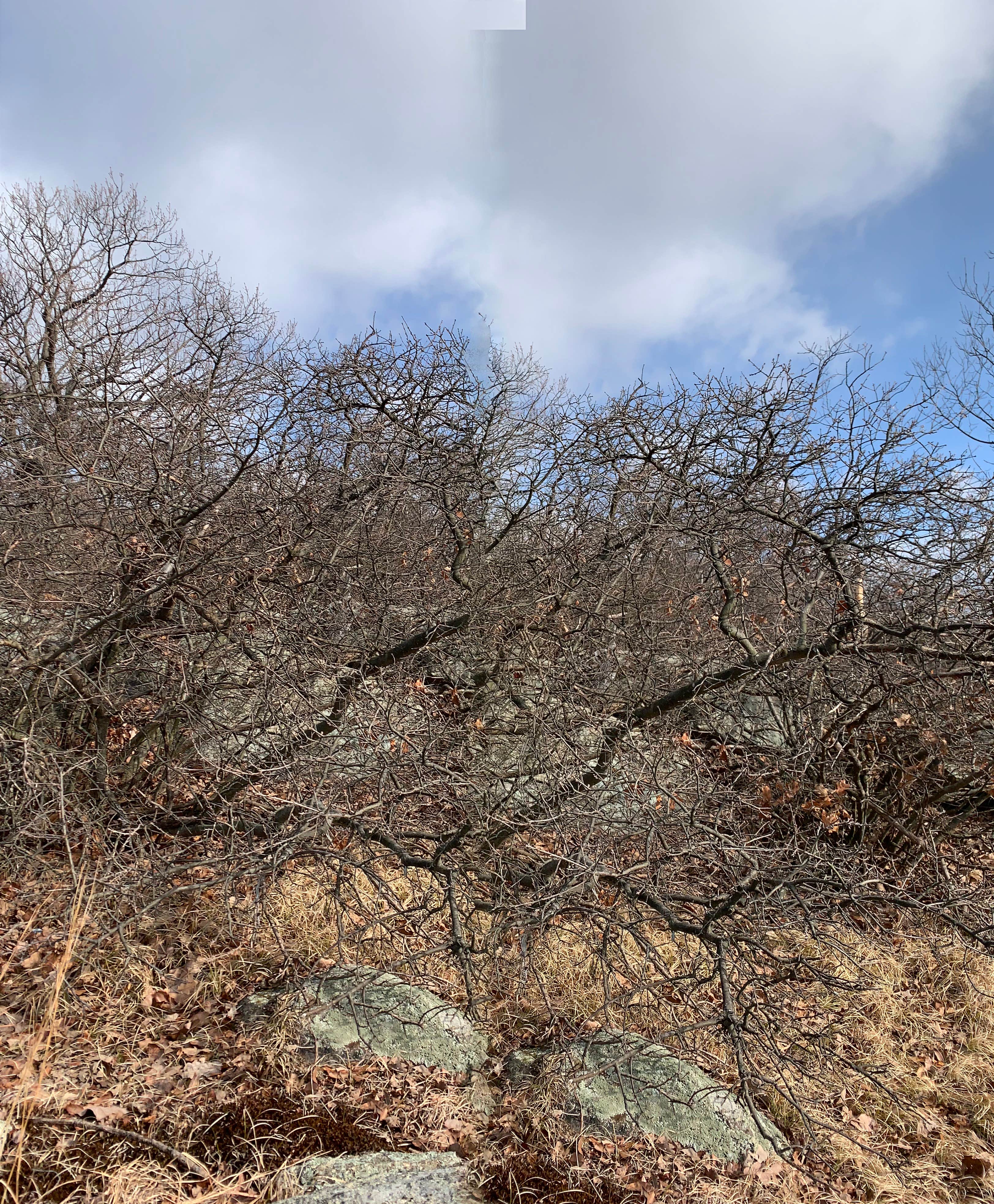 Camper submitted image from Suffern-Bear Mountain from Gate Hill Road Primitive - 2