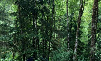 Camping near Saddle Mountain State Park Campground: Beaver Eddy, Tillamook State Forest, Oregon