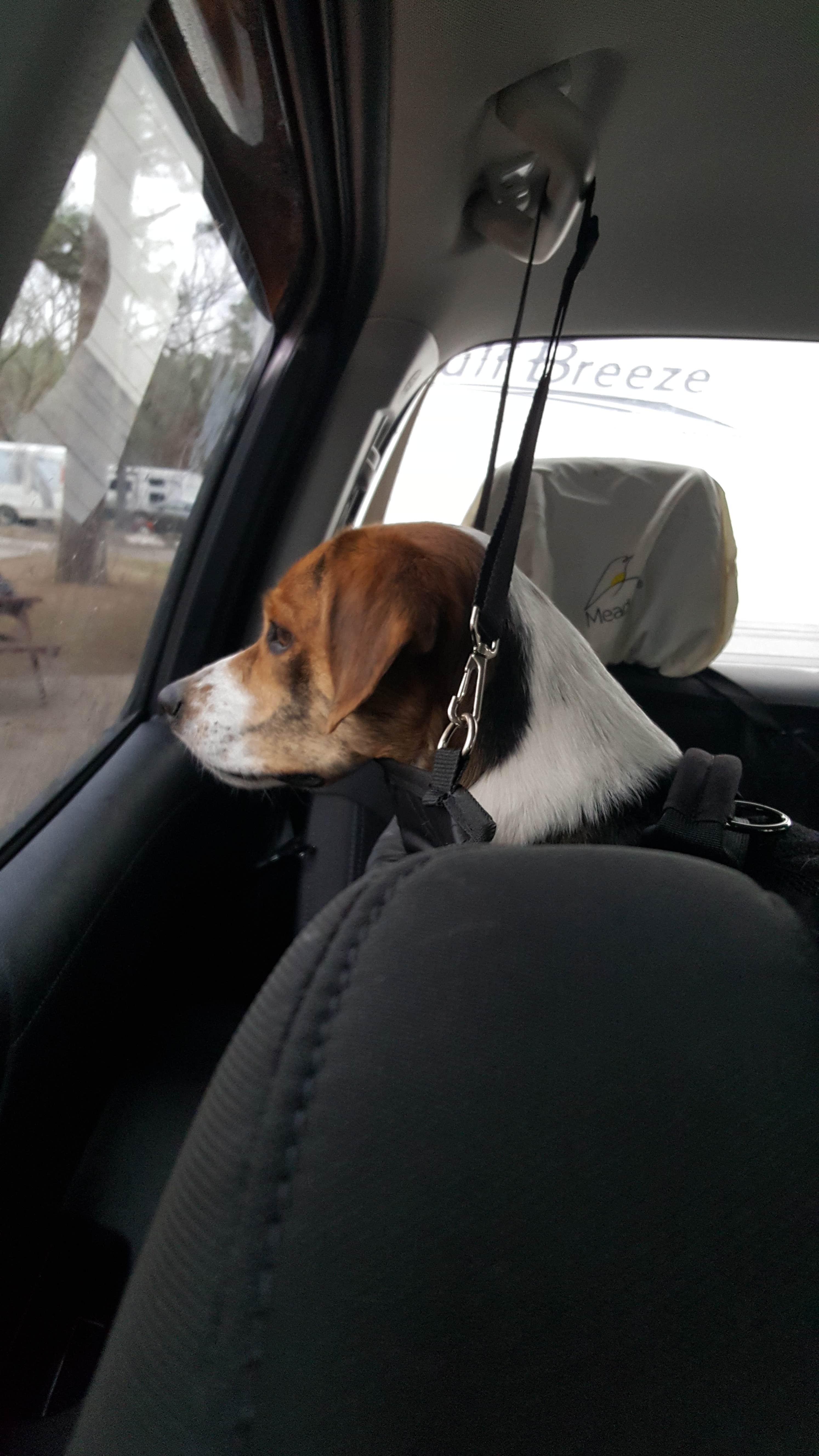 Camper-submitted photo at Little Rock North KOA near Arkansas River - Pool 3