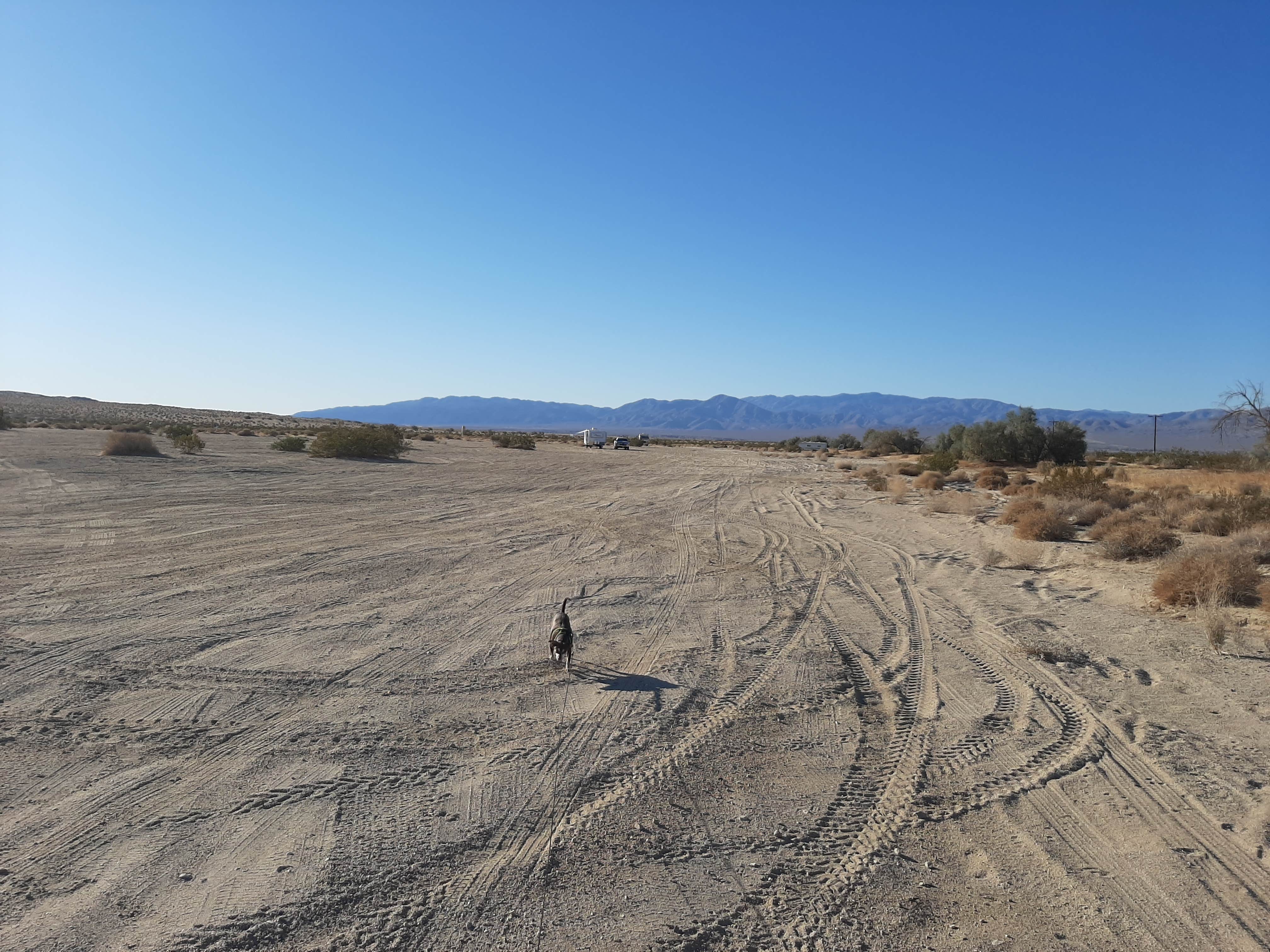 Camper submitted image from Pegleg Smith Camping — Anza-Borrego Desert State Park - 5