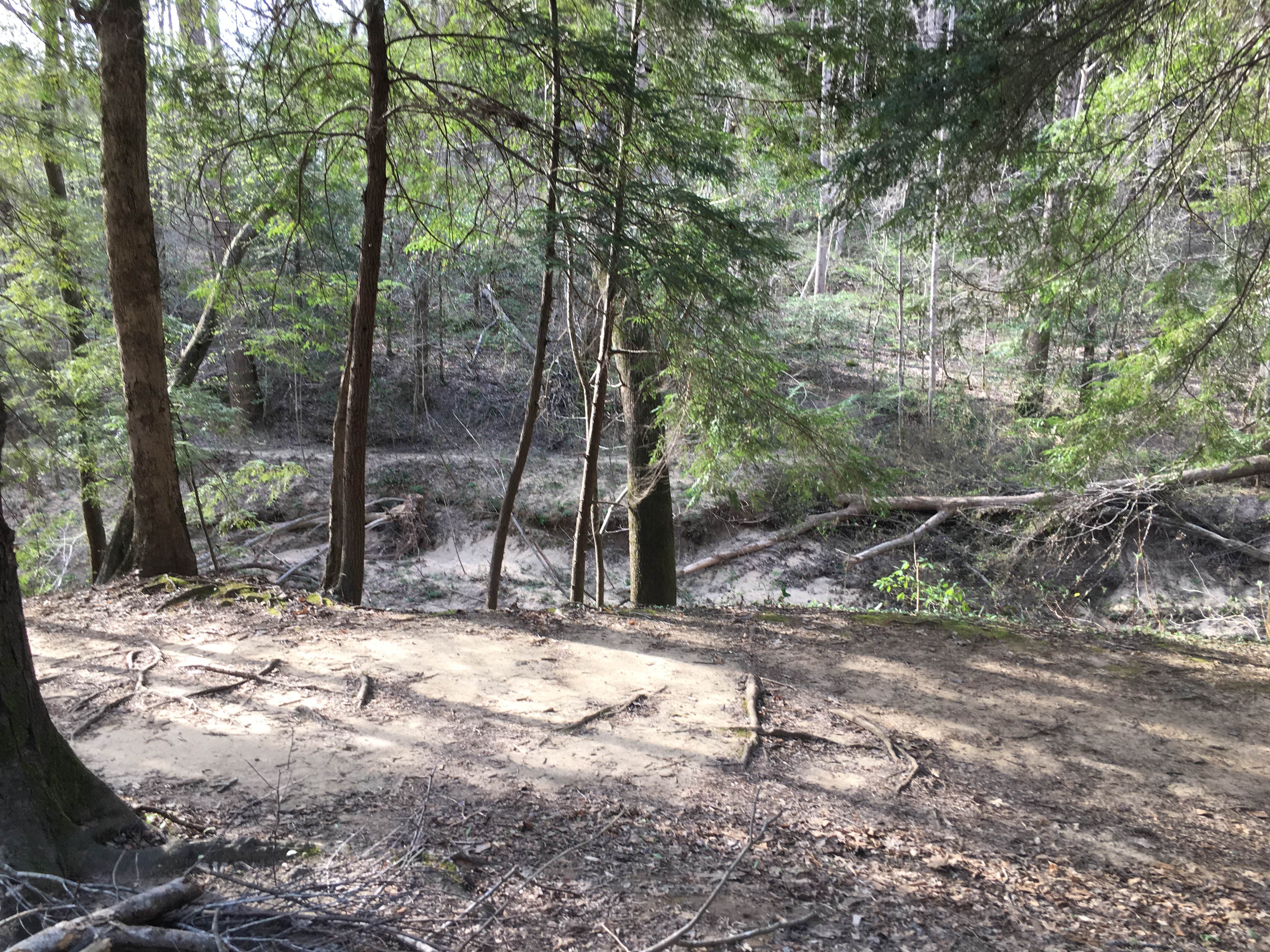 Camper-submitted photo at Sipsey Wilderness Backcountry Site (Trail 200 Site J) near Warrior, AL