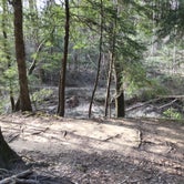 Review photo of Sipsey Wilderness Backcountry Site (Trail 200 Site J) by Asher K., March 1, 2021