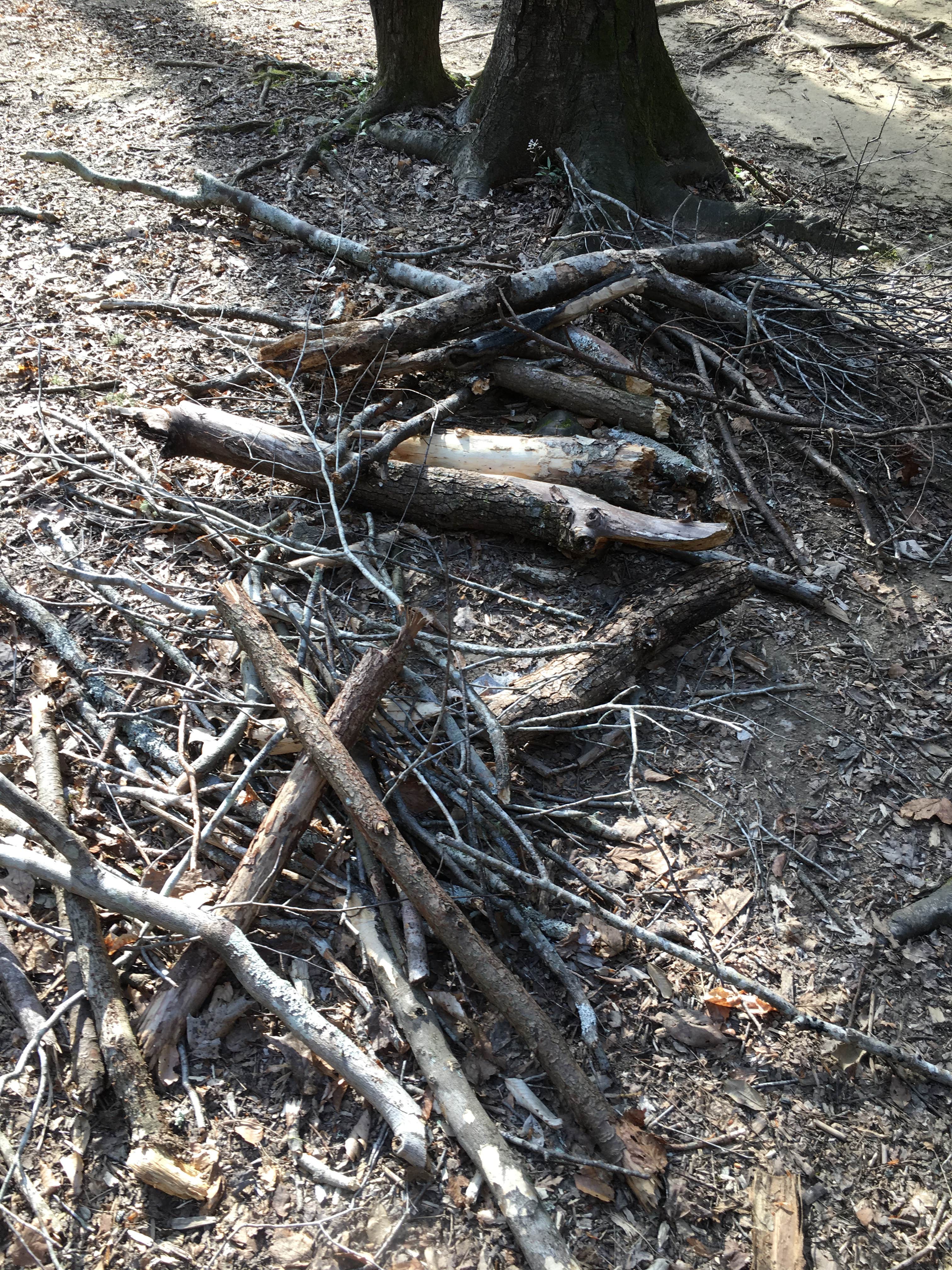 Camper-submitted photo at Sipsey Wilderness Backcountry Site (Trail 200 Site J) near Warrior, AL