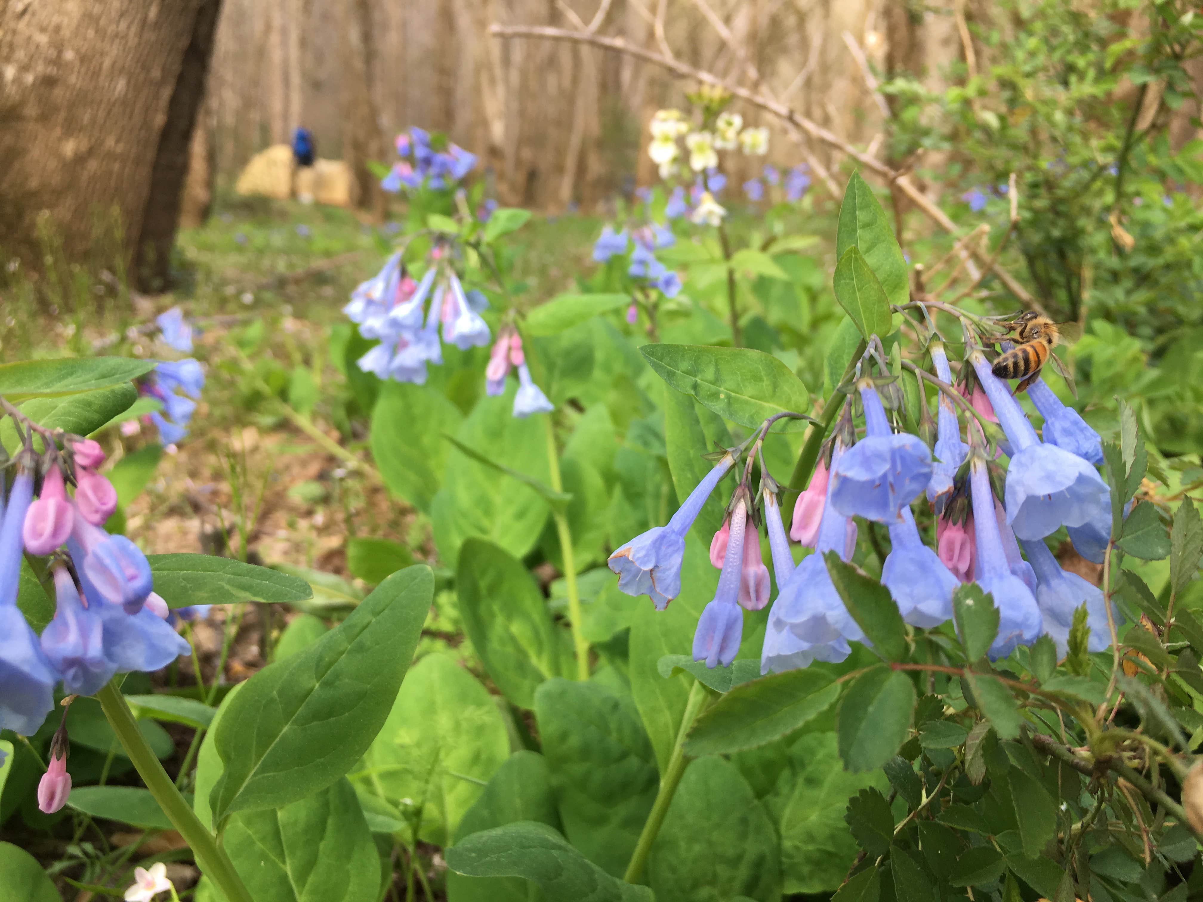 Camper-submitted photo at Sipsey Wilderness Backcountry Site (Trail 200 Site J) near Warrior, AL