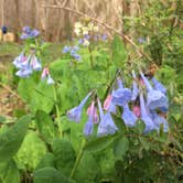 Review photo of Sipsey Wilderness Backcountry Site (Trail 200 Site J) by Asher K., March 1, 2021