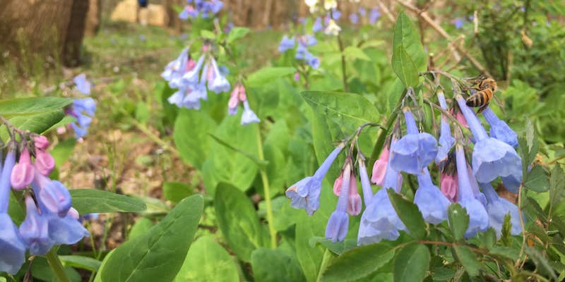 Camper submitted image from Sipsey Wilderness Backcountry Site (Trail 200 Site J)