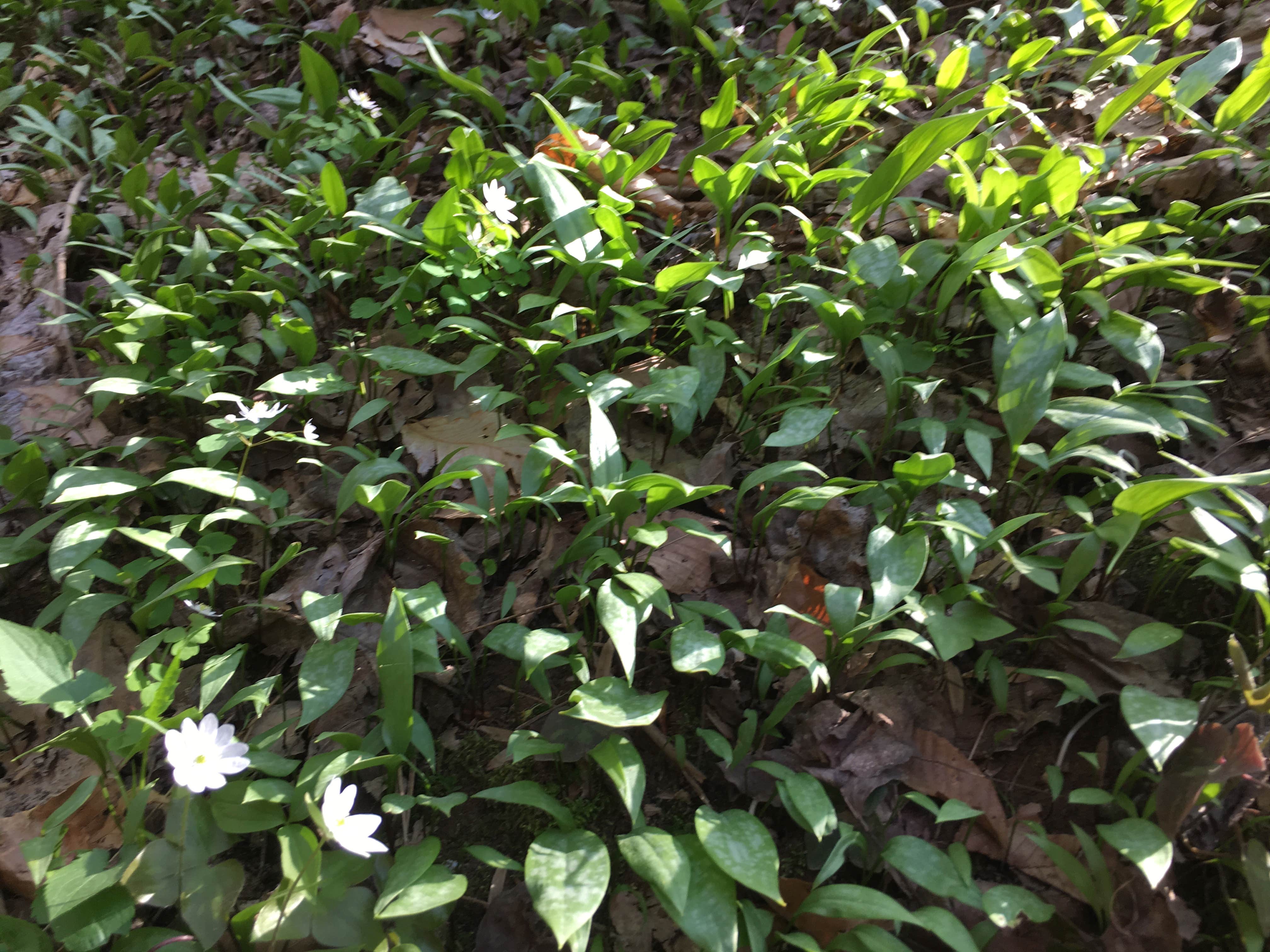 Camper-submitted photo at Sipsey Wilderness Backcountry Site (Trail 200 Site J) near Warrior, AL