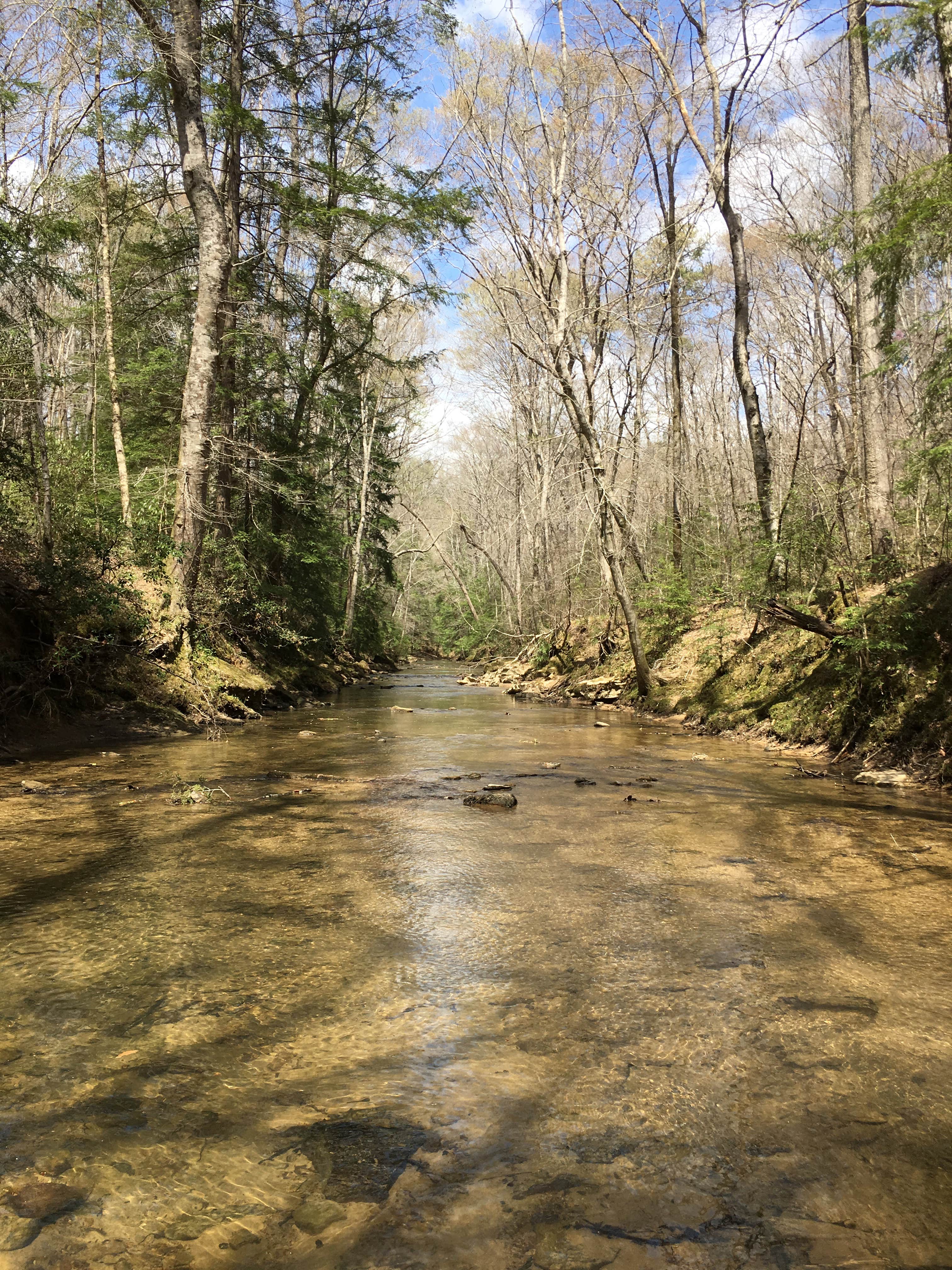 Camper submitted image from Sipsey Wilderness Backcountry Site (Trail 200 Site J) - 4