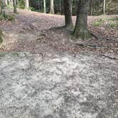 Review photo of Sipsey Wilderness Backcountry Site (Trail 200 Site L) by Asher K., March 1, 2021