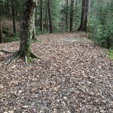 Review photo of Sipsey Wilderness Backcountry Site (Trail 200 Site L) by Asher K., March 1, 2021