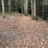 Review photo of Sipsey Wilderness Backcountry Site (Trail 200 Site L) by Asher K., March 1, 2021