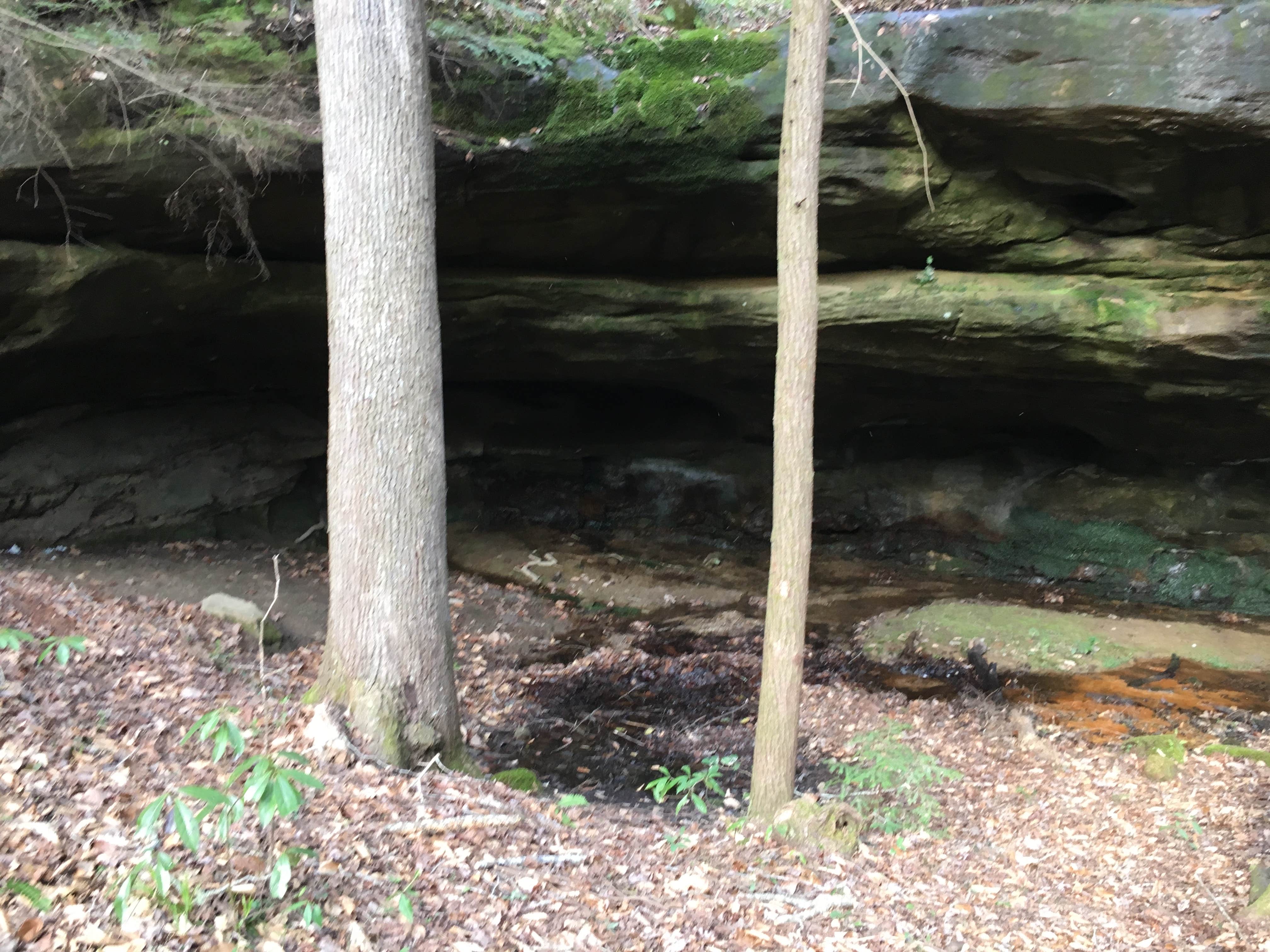 Camper submitted image from Sipsey Wilderness Backcountry Site (Trail 200 Site L) - 5