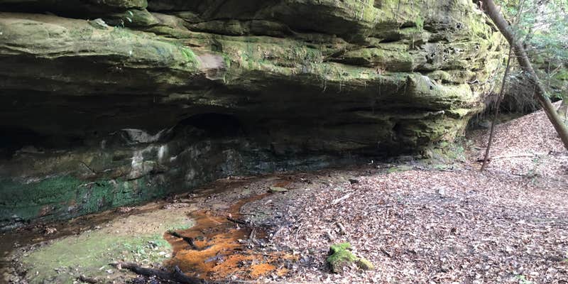 Camper submitted image from Sipsey Wilderness Backcountry Site (Trail 200 Site L)