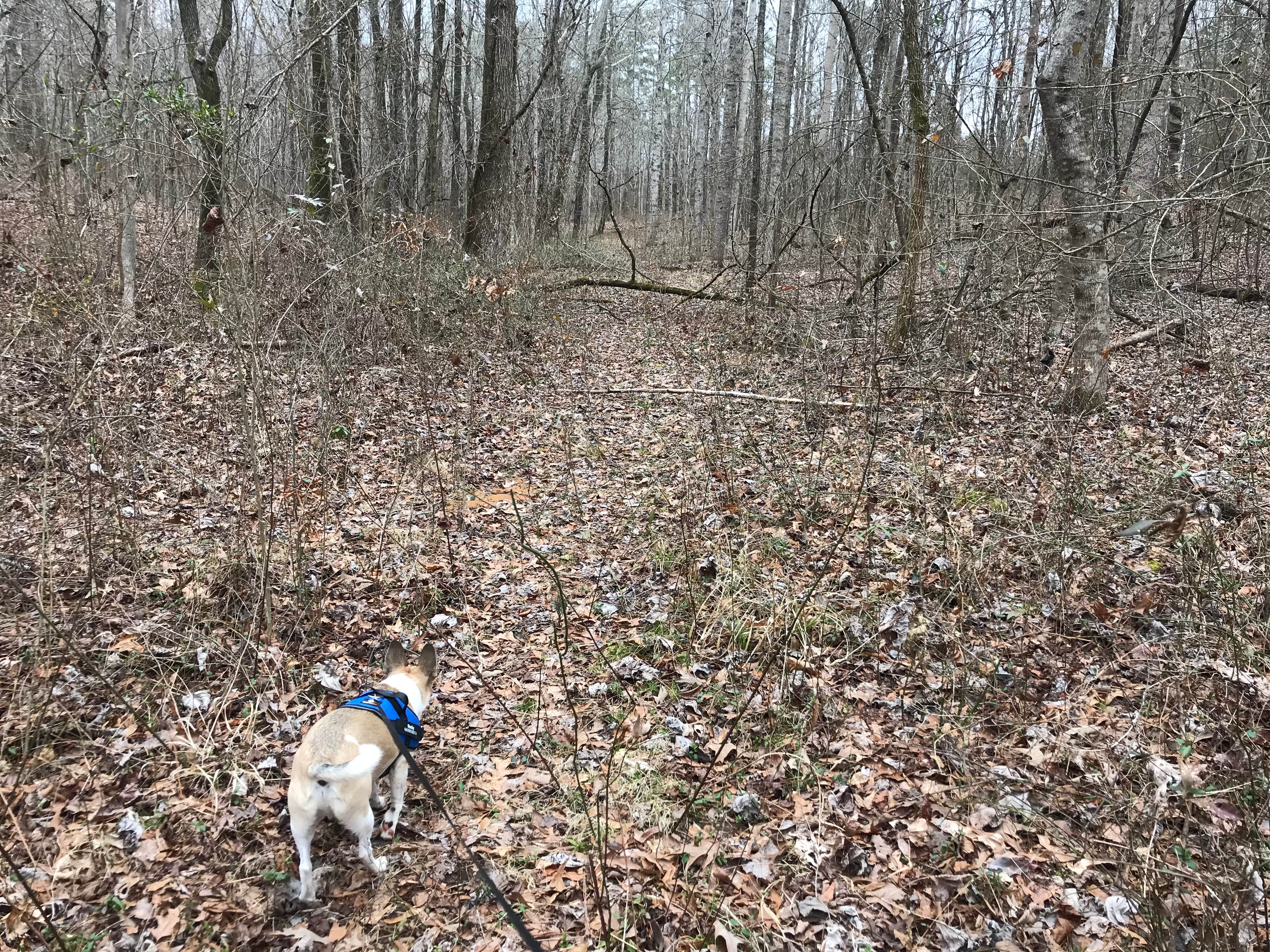 Bruce F.'s photo of camping with pets at Davis Lake Campground near Starkville, MS