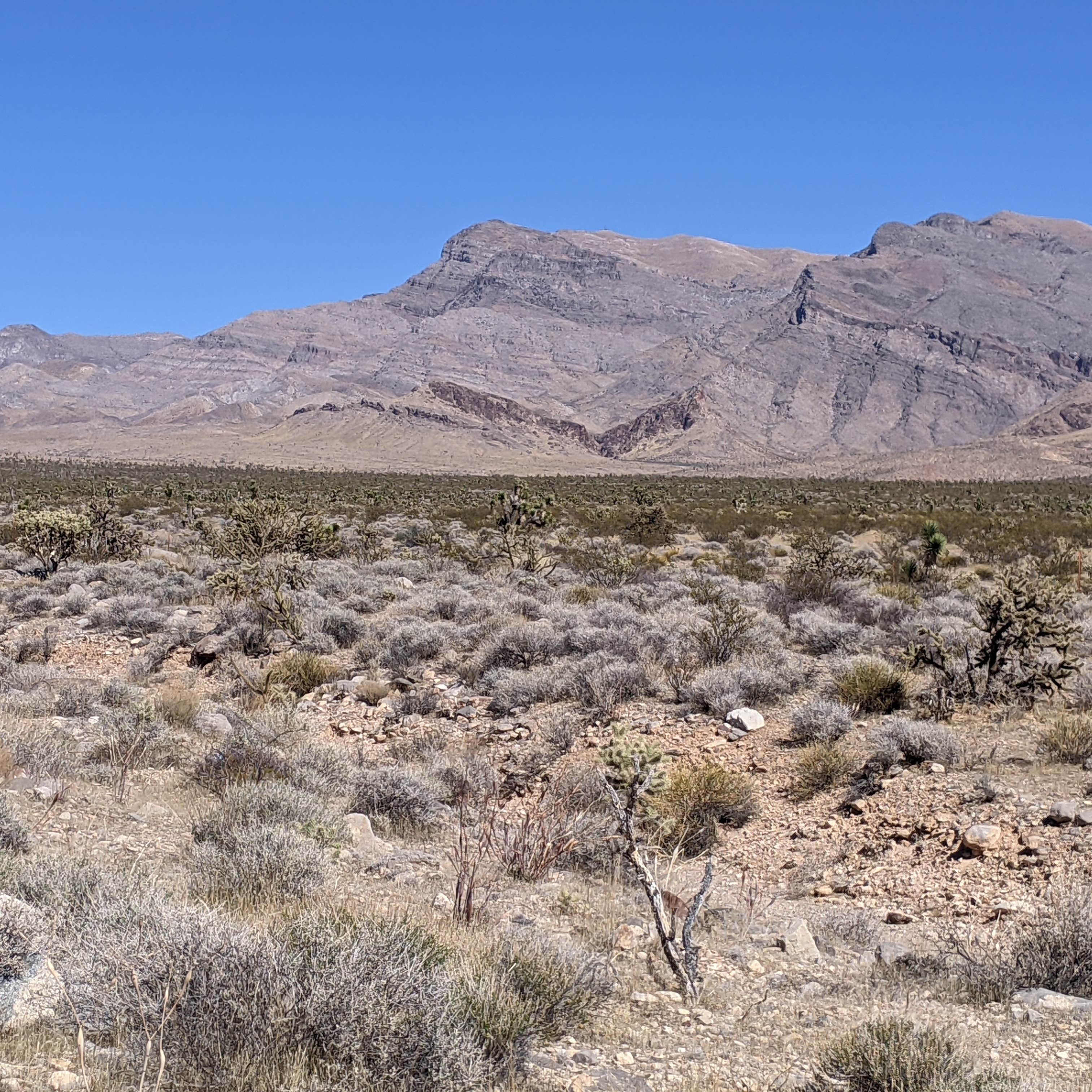 Beaver Dam Wash Dispersed Spot Camping The Dyrt
