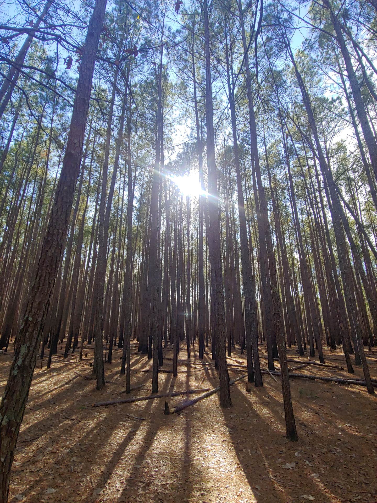 Chalk Banks — Lumber River State Park Camping | Orrum, NC