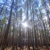 Review photo of Chalk Banks — Lumber River State Park by Marvin D., March 2, 2021